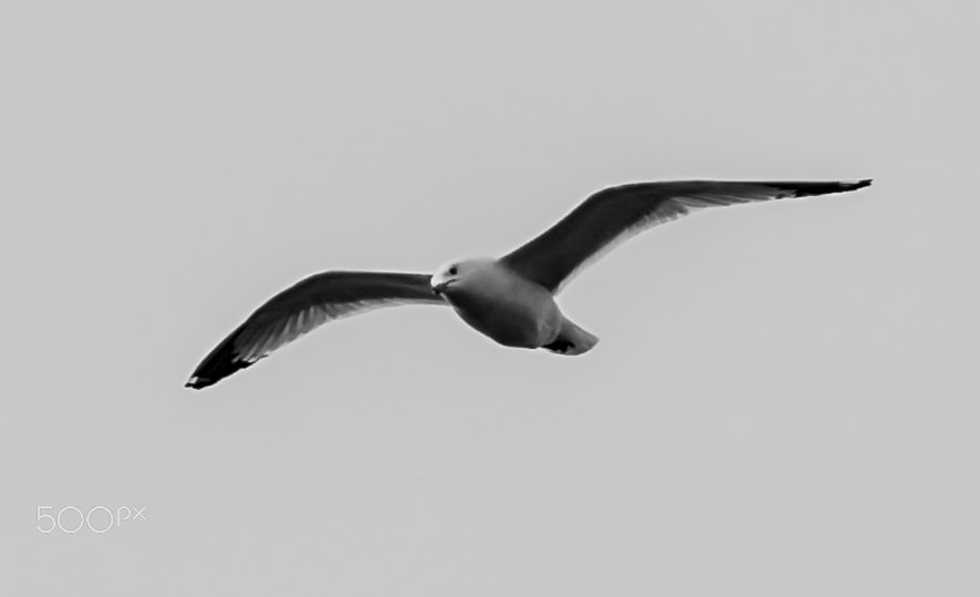 Samsung NX30 + Samsung NX 50-200mm F4-5.6 ED OIS sample photo. Bird1 photography