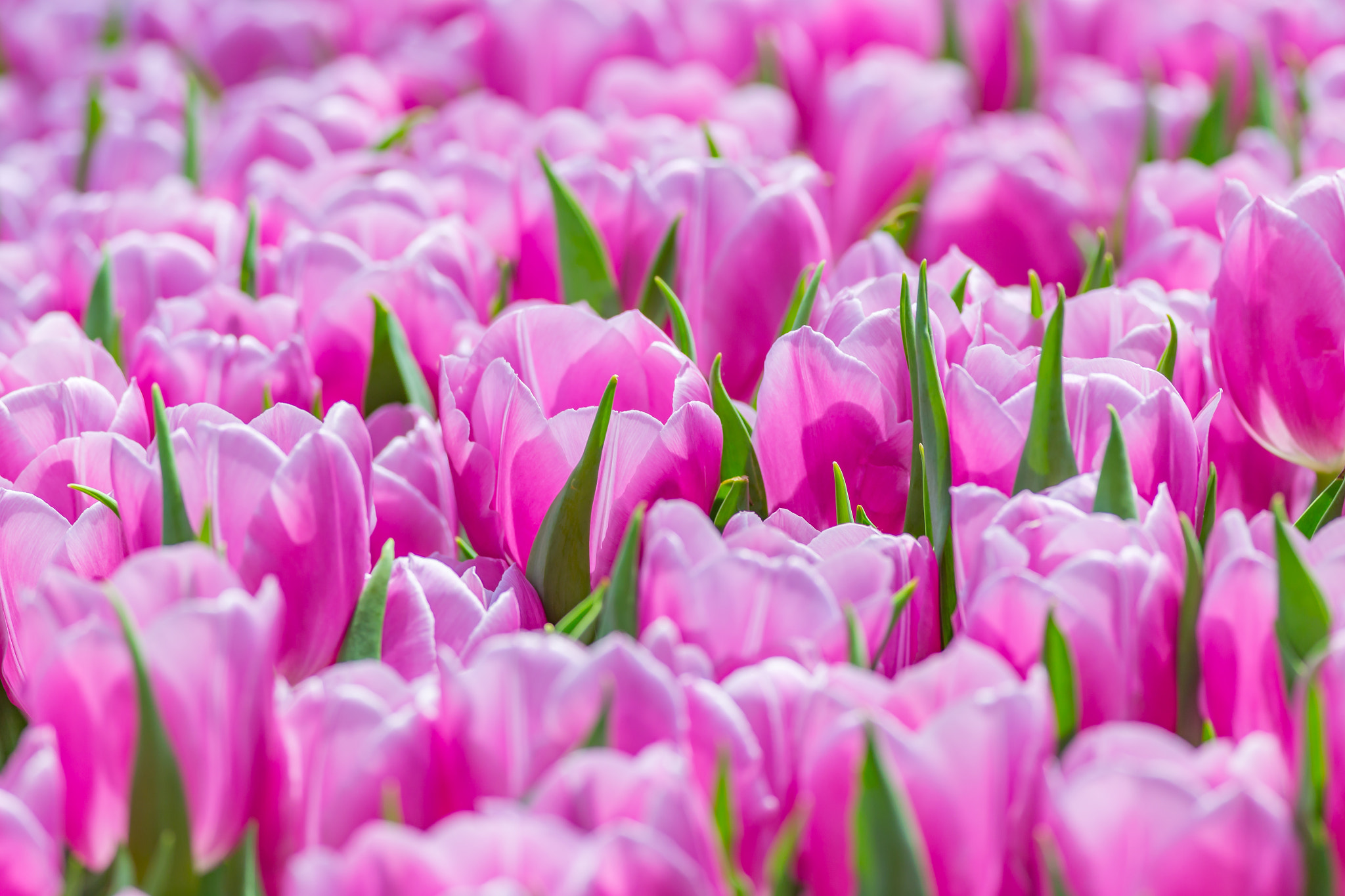 Canon EOS 6D + Canon EF 400mm F5.6L USM sample photo. Filled with pink tulips photography