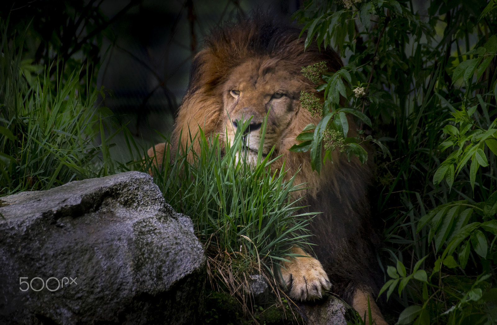 Sony a7 + Tamron SP 70-300mm F4-5.6 Di VC USD sample photo. Lion photography