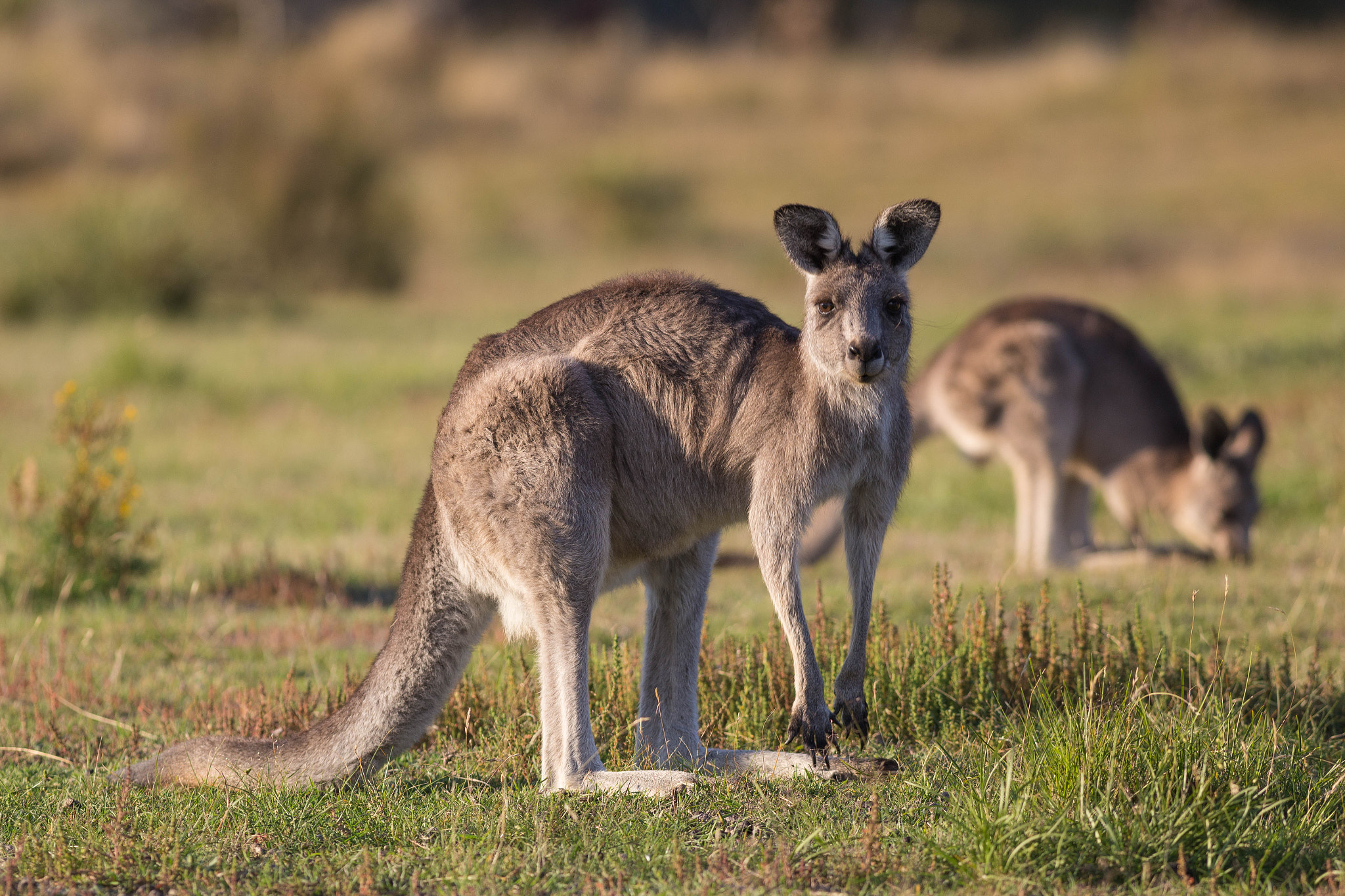 Canon EOS 6D + Canon EF 400mm F5.6L USM sample photo. Grazing photography