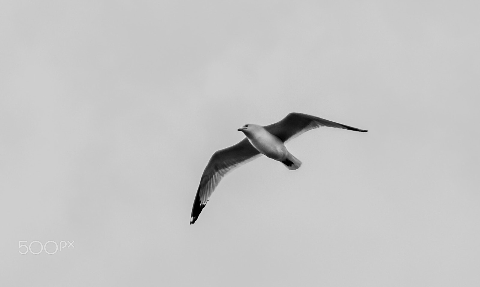 Samsung NX30 + Samsung NX 50-200mm F4-5.6 ED OIS sample photo. Bird2 photography