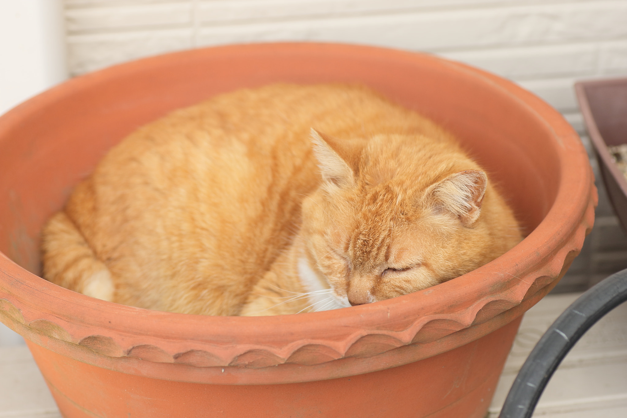Tamron SP AF 90mm F2.8 Di Macro sample photo. Cat plant photography