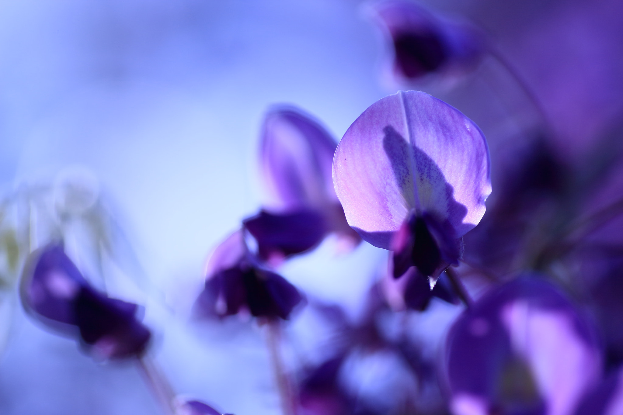 Canon EOS-1D Mark III + Tamron SP AF 90mm F2.8 Di Macro sample photo. Wisteria photography