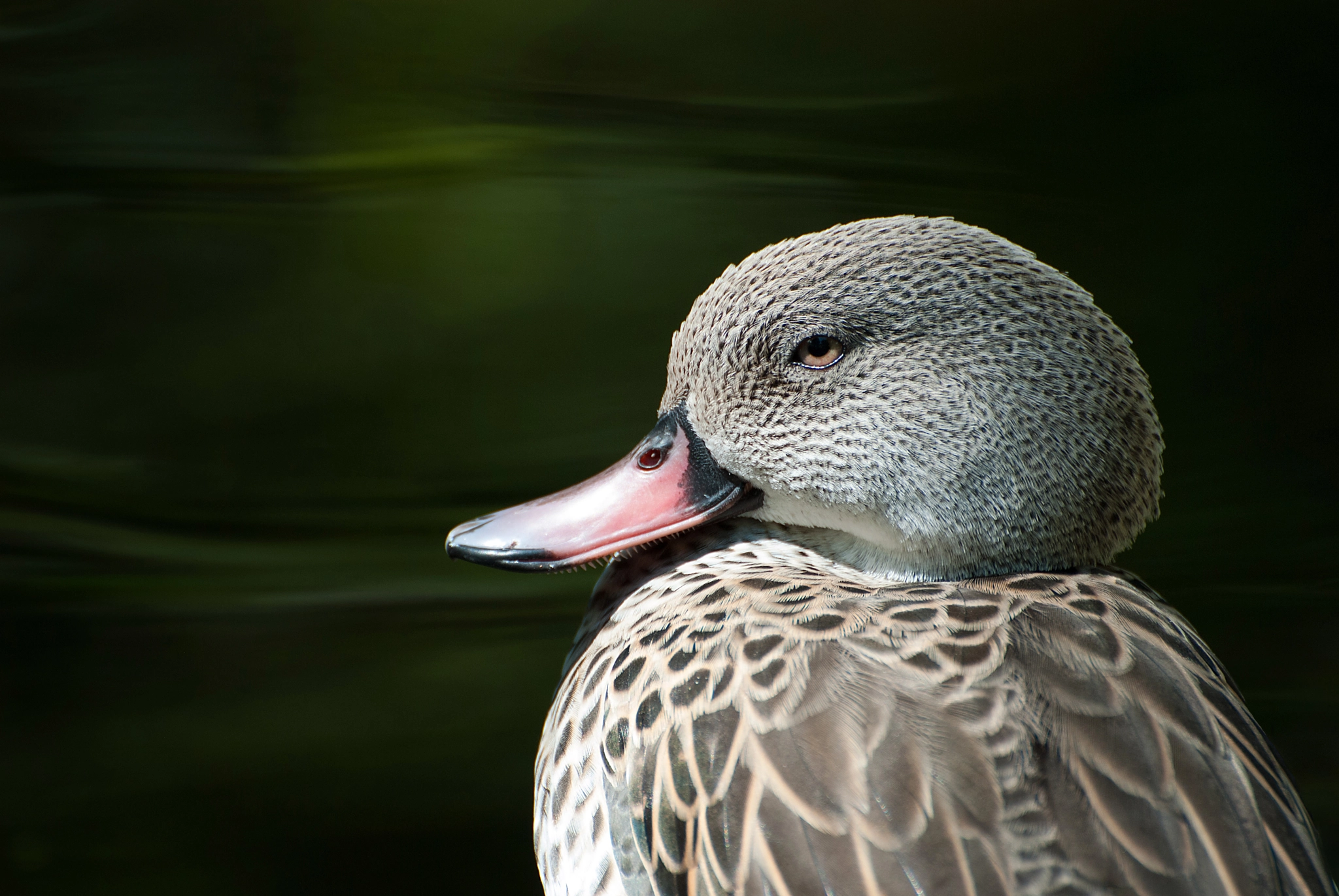 Nikon D200 sample photo. The smirk photography