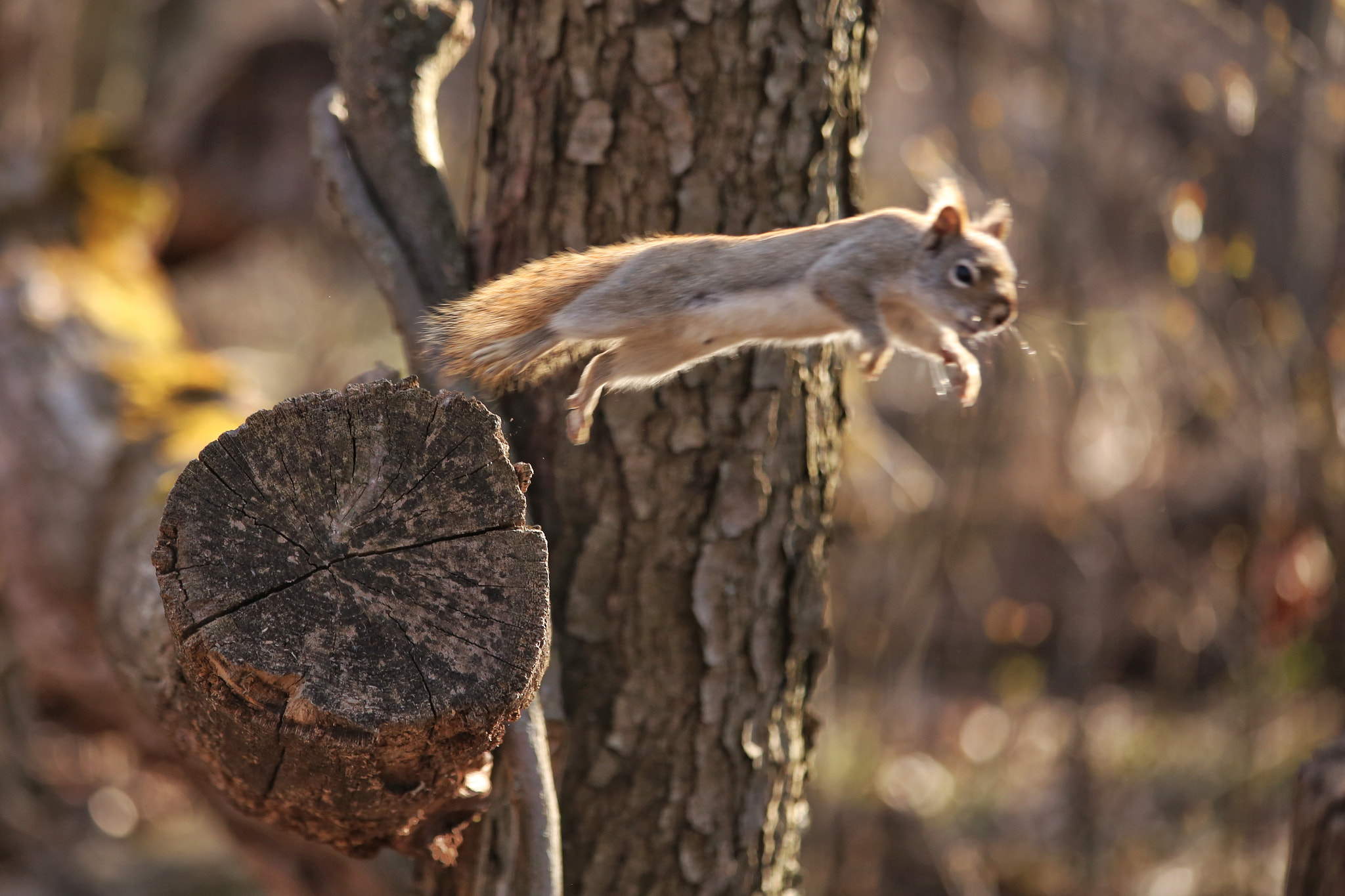 Canon EF 70-300mm F4-5.6 IS USM sample photo