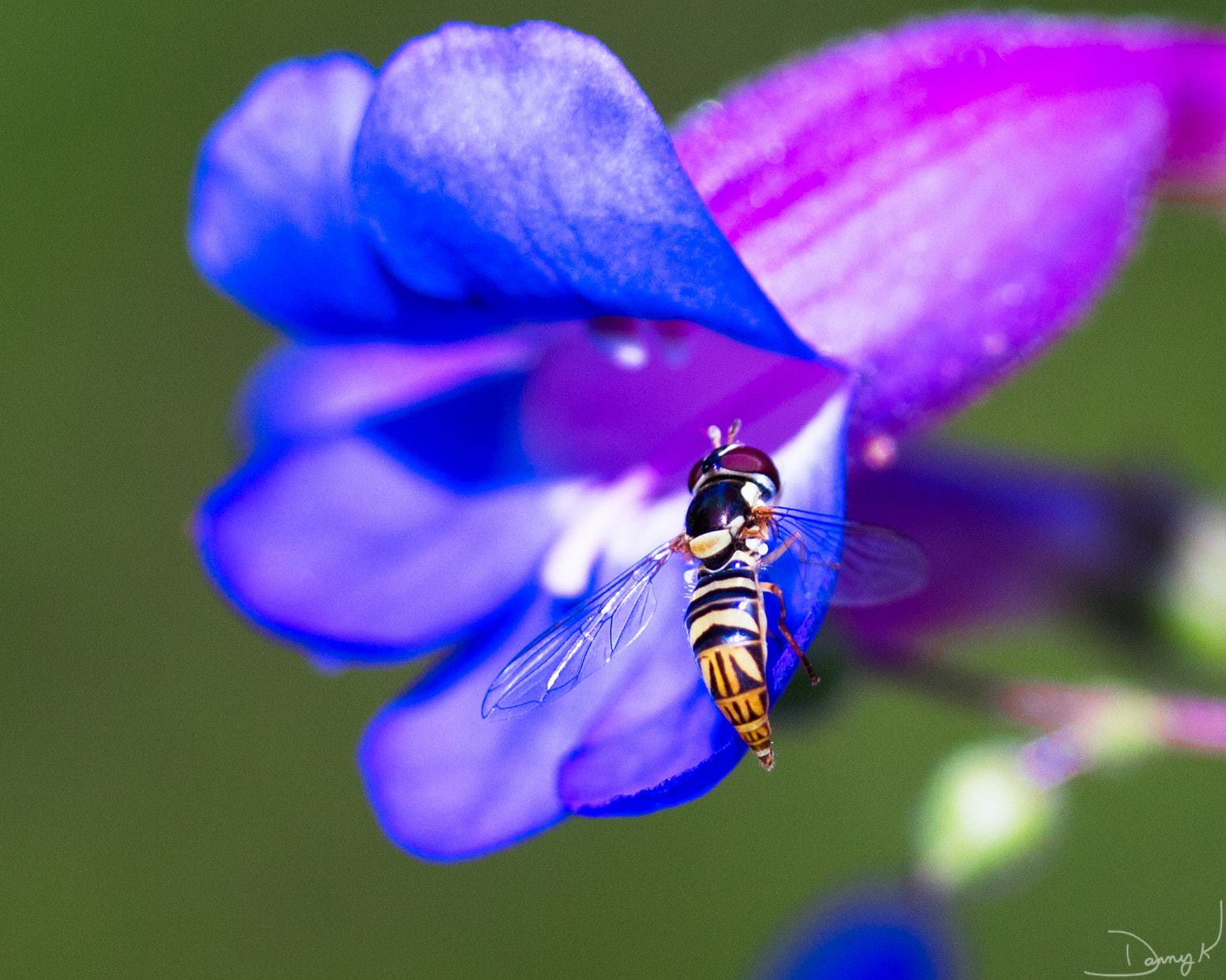 Canon EF-S 60mm F2.8 Macro USM sample photo. Hover fly photography
