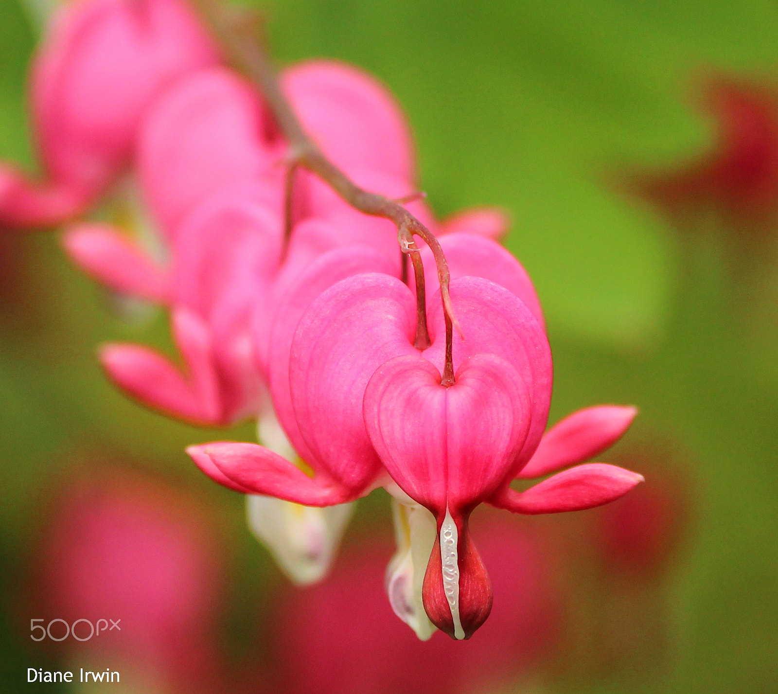 Canon EF 70-300mm F4-5.6L IS USM sample photo. Macro hearts photography