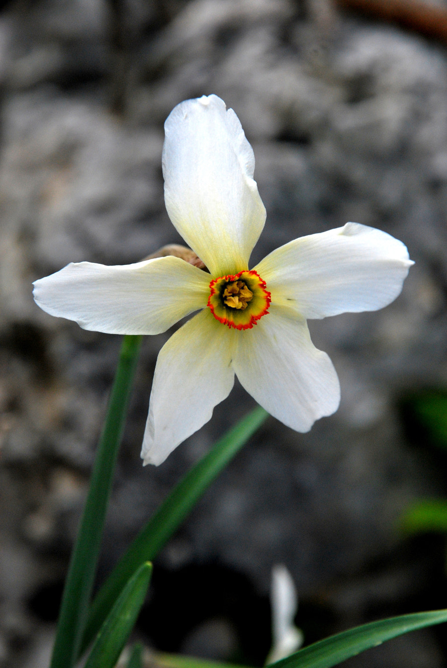 Nikon D60 sample photo. Narcissus poeticus photography