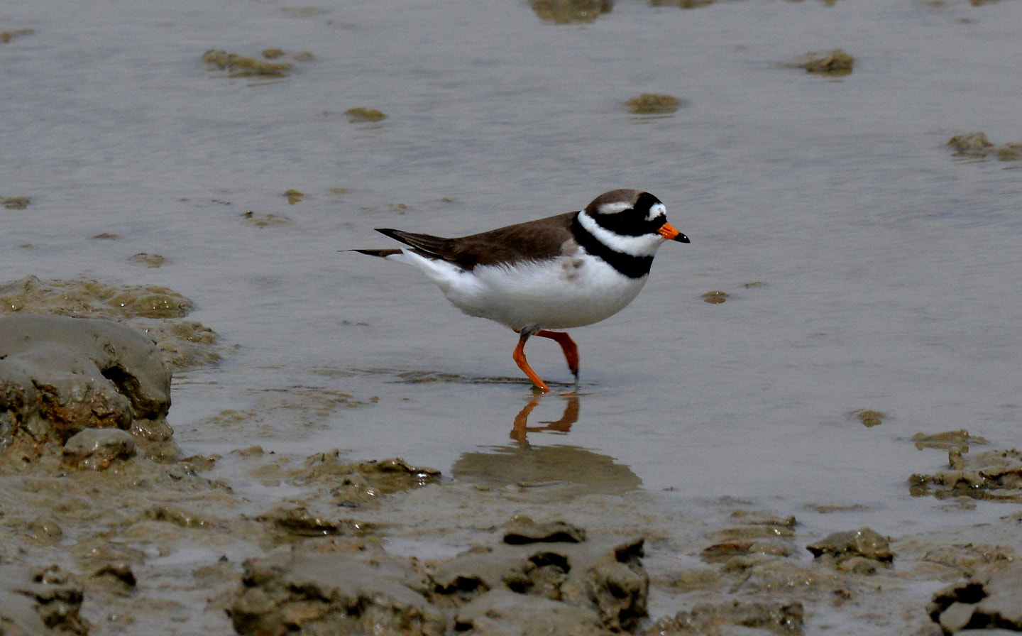 Sigma 150-600mm F5-6.3 DG OS HSM | S sample photo. Charadrius hiaticula photography