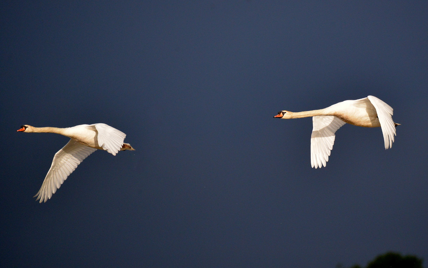 Sigma 150-600mm F5-6.3 DG OS HSM | S sample photo. Cygnus olor photography