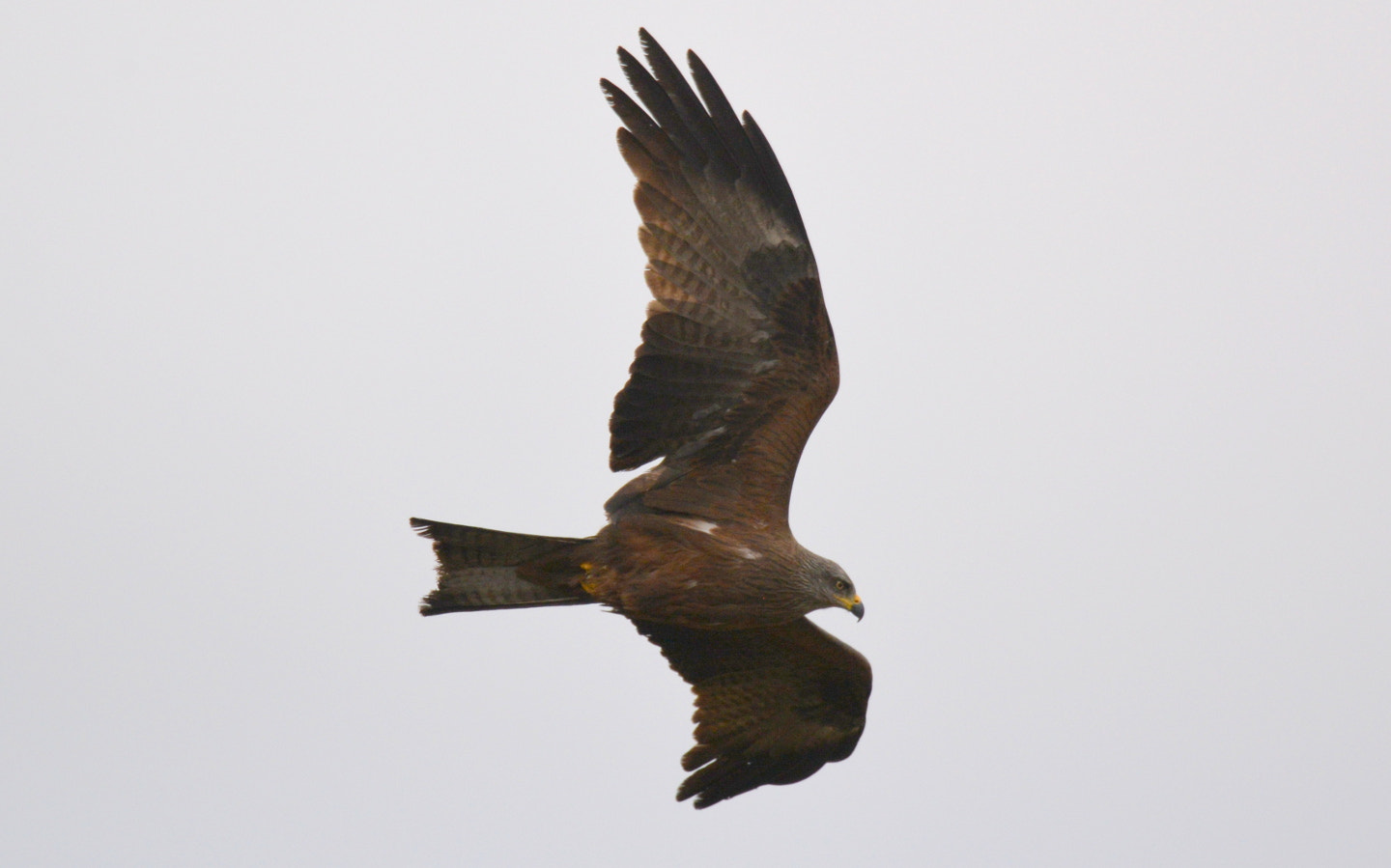 Sigma 150-600mm F5-6.3 DG OS HSM | S sample photo. Milvus milvus photography