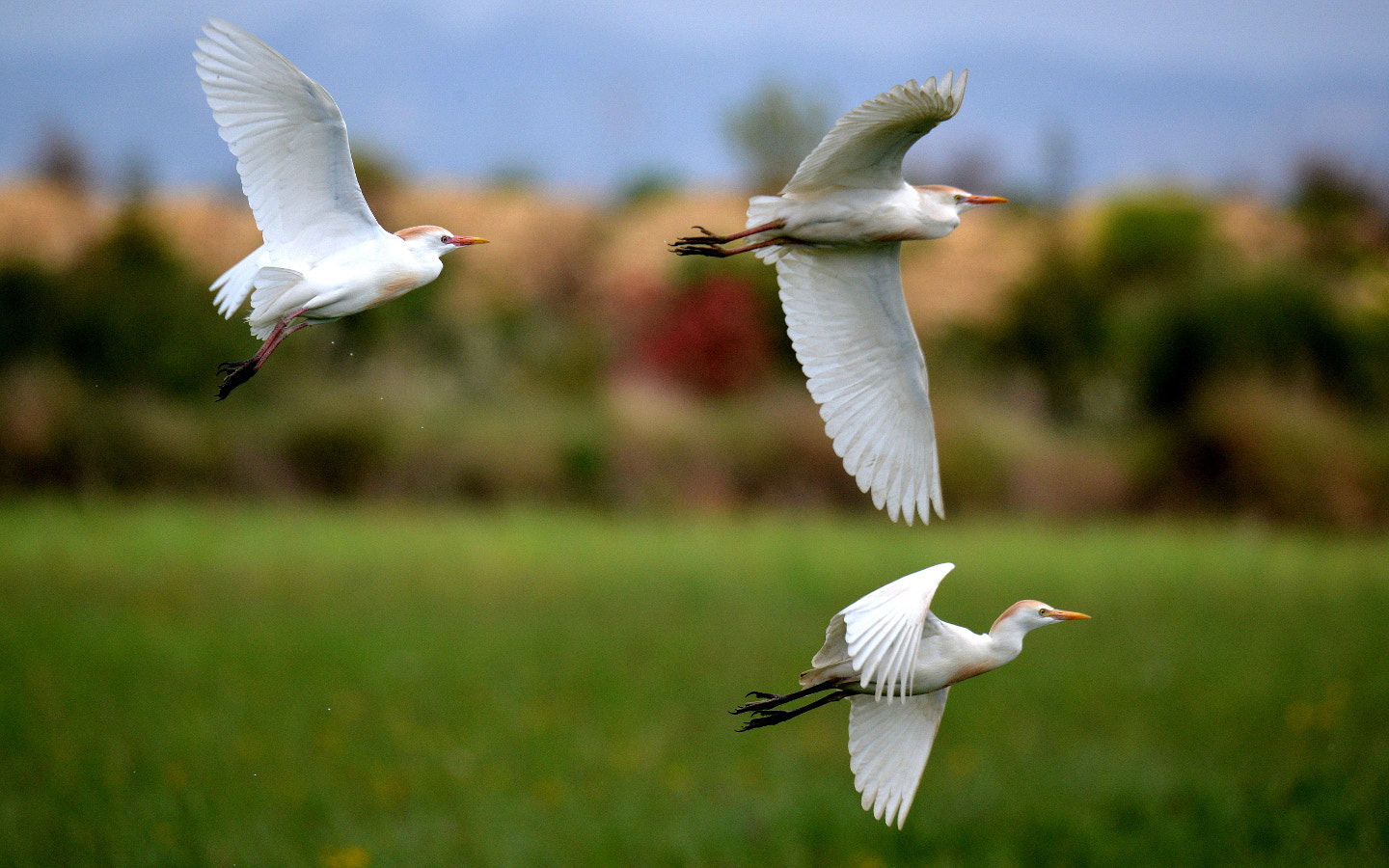 Sigma 150-600mm F5-6.3 DG OS HSM | S sample photo. Bubulcus ibis photography
