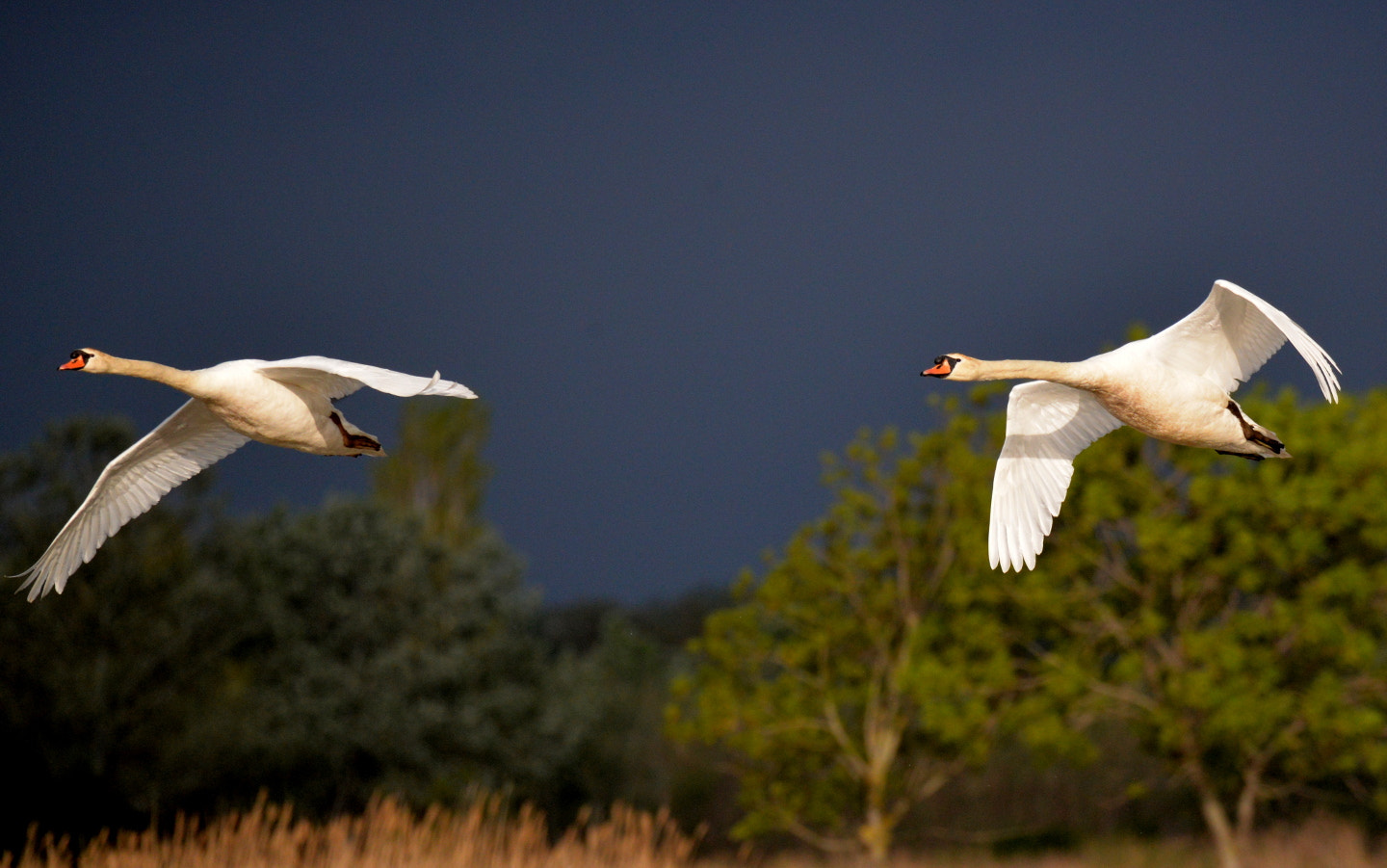 Sigma 150-600mm F5-6.3 DG OS HSM | S sample photo. Cygnus olor photography