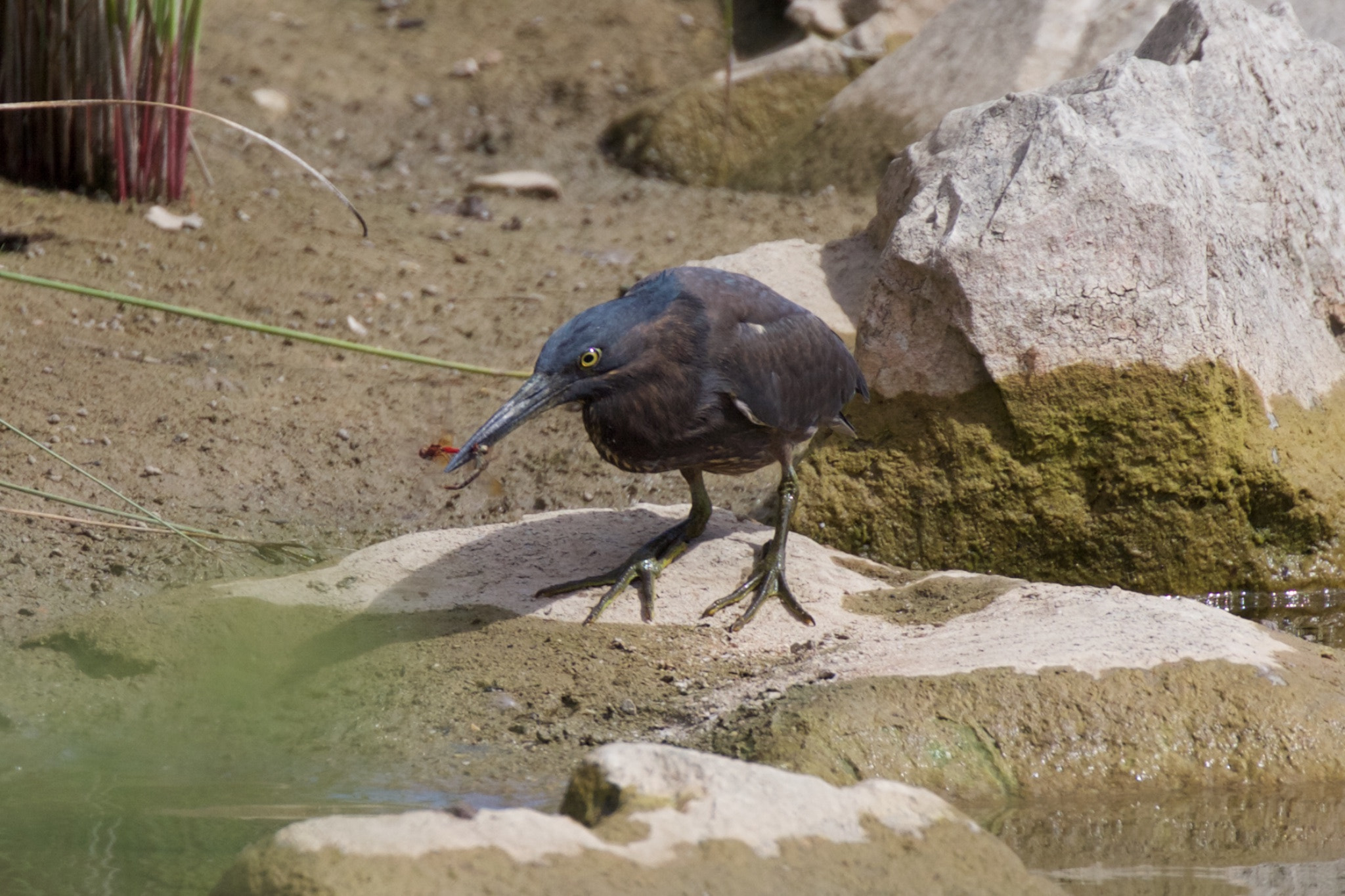 Canon EF 100-400mm F4.5-5.6L IS II USM sample photo. Striated heron with dragonfly photography
