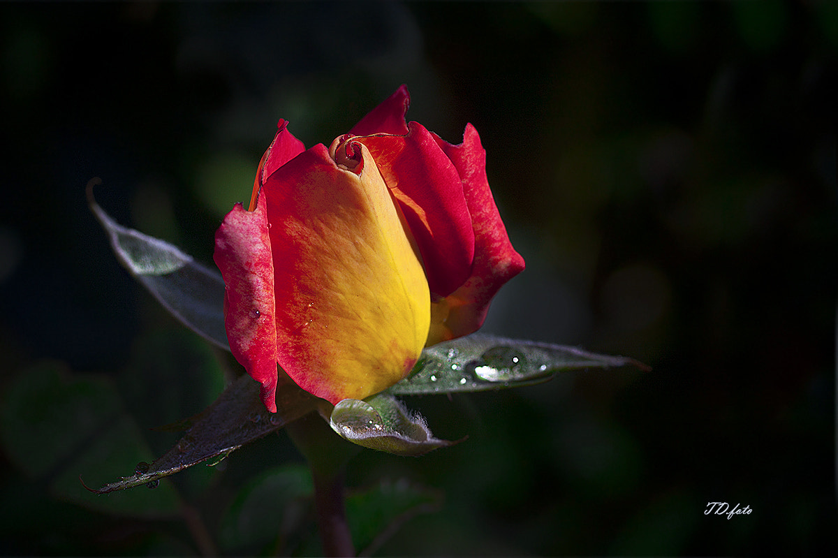 Canon EOS 40D + Tamron SP AF 90mm F2.8 Di Macro sample photo. Rose photography