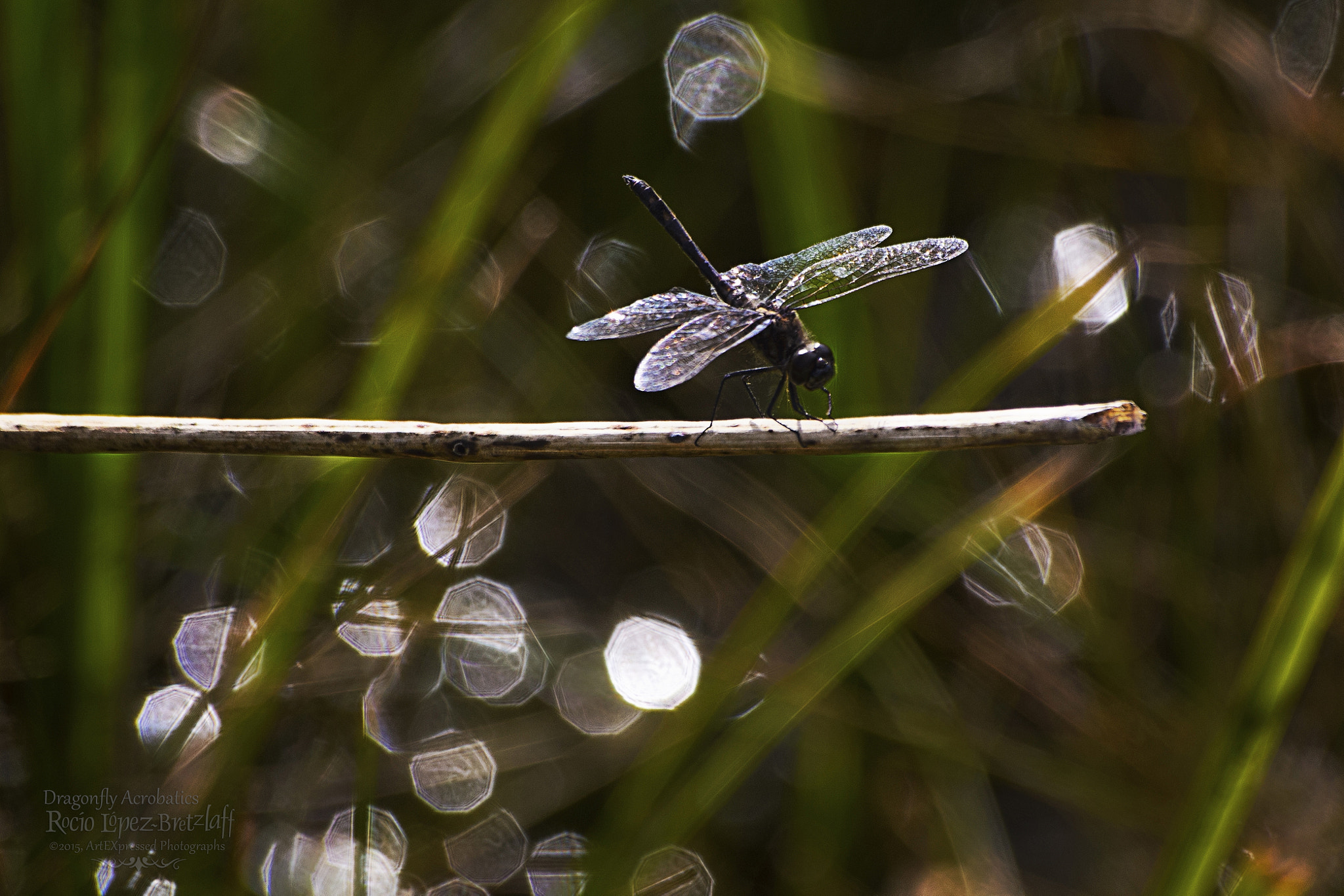 Sigma 70-300mm F4-5.6 APO DG Macro sample photo. Dragonfly acrobatics photography