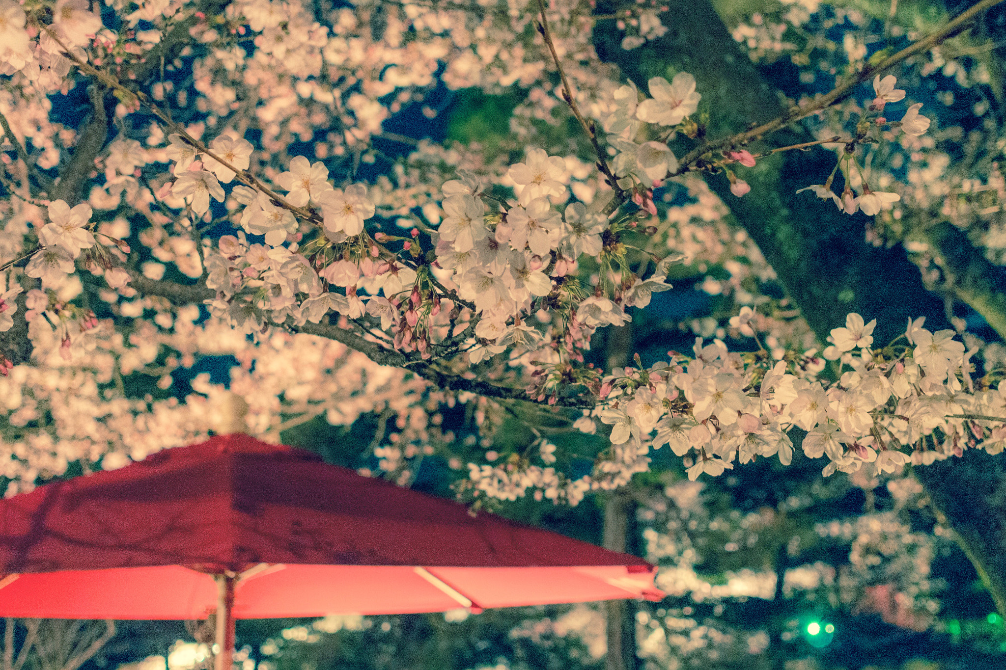 Sigma 19mm F2.8 EX DN sample photo. Sakura photography