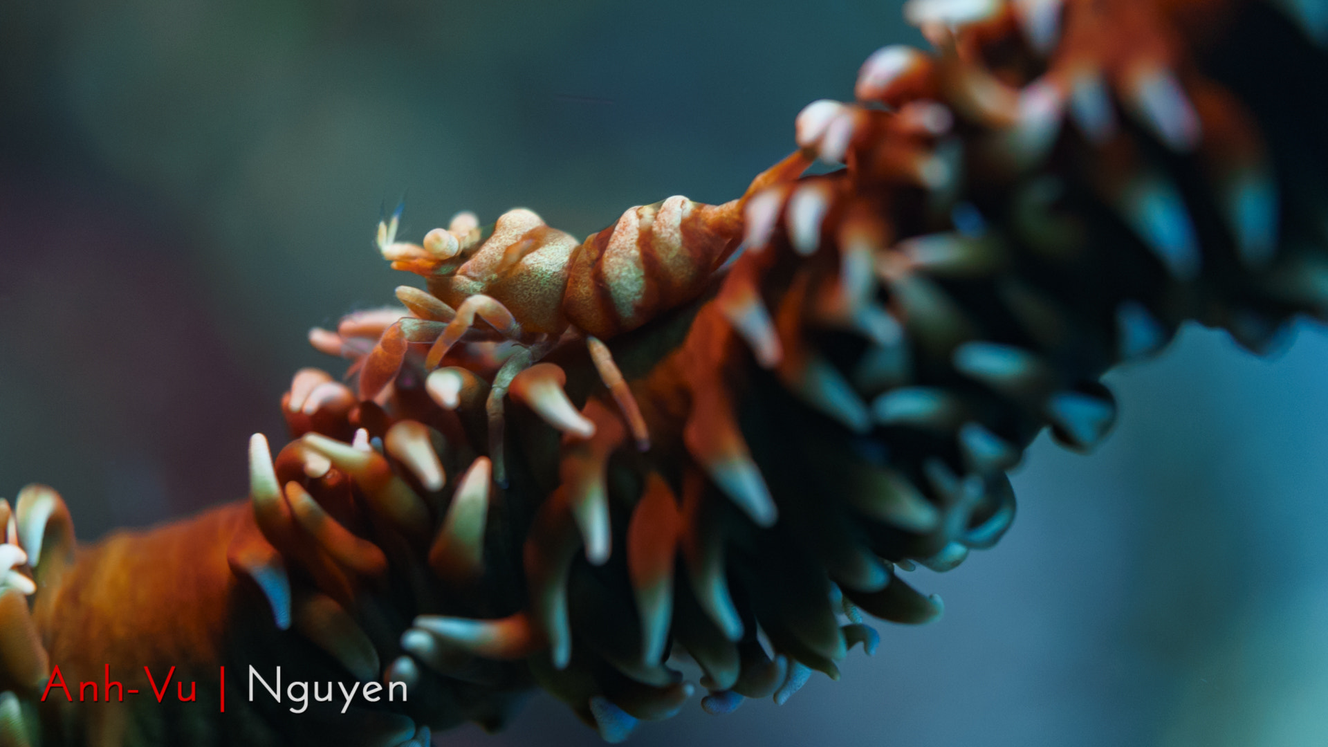 Sony Alpha NEX-5R + Sony E 30mm F3.5 Macro sample photo. Will you see the coral shrimp ? photography