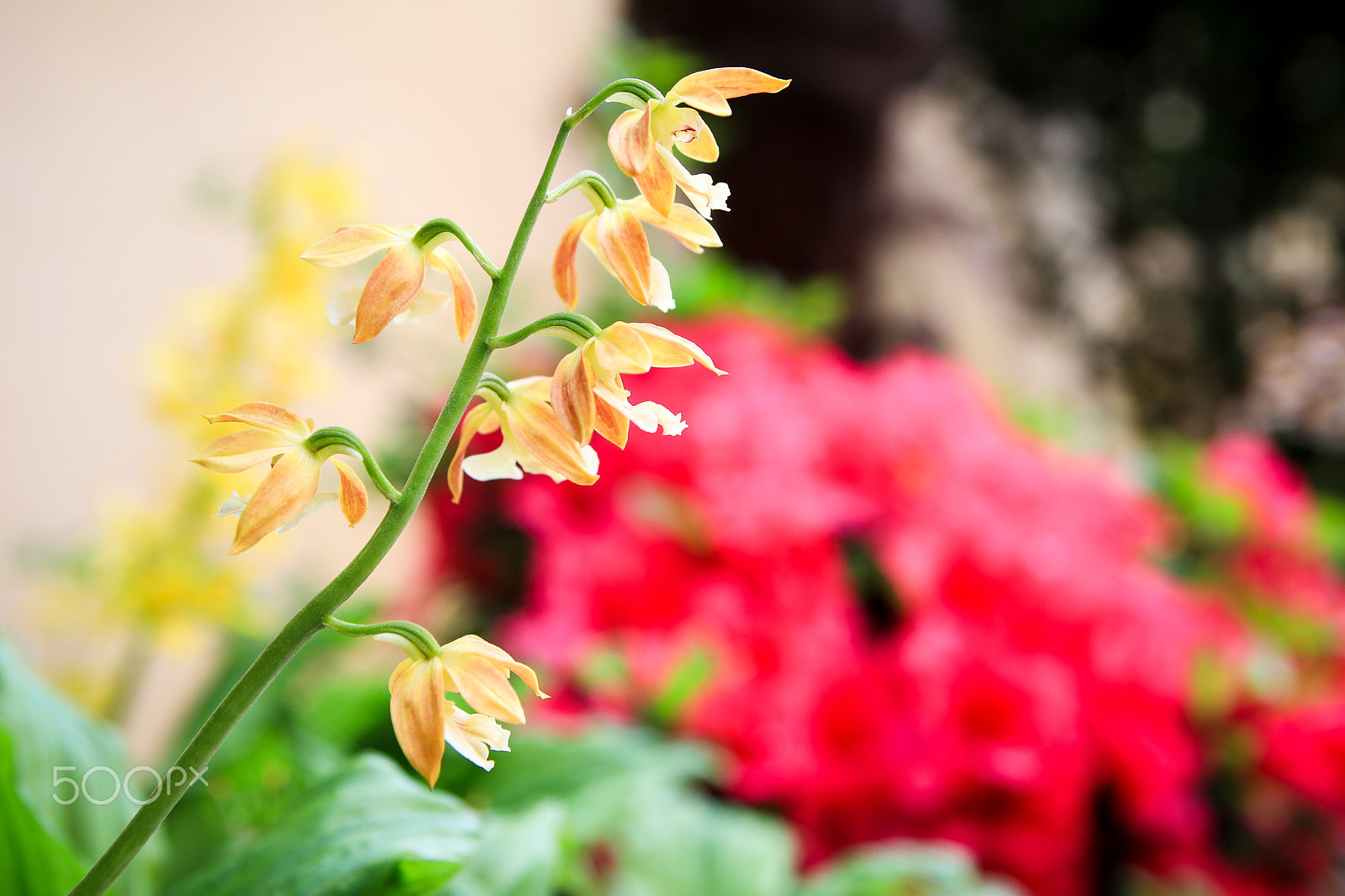 Tamron SP AF 17-50mm F2.8 XR Di II LD Aspherical (IF) sample photo. Calanthe discolor photography