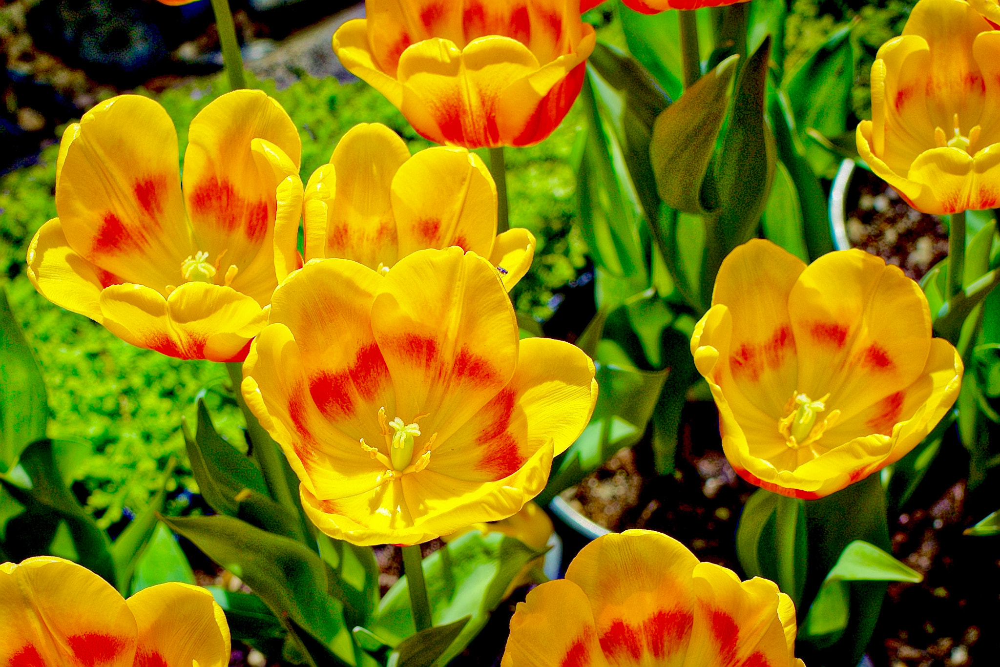 Sony a7R + Sony Distagon T* FE 35mm F1.4 ZA sample photo. Yellow tulips photography