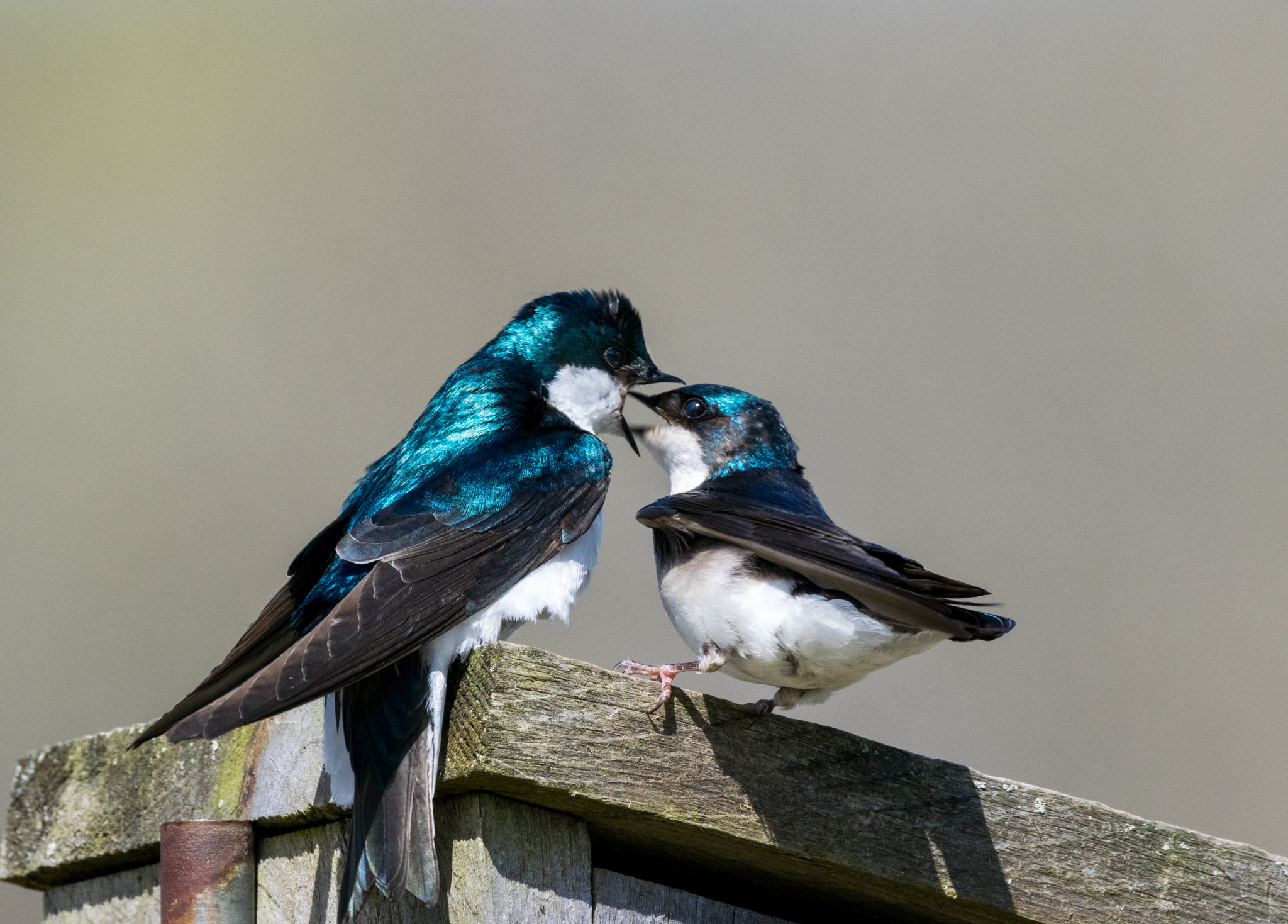 Nikon AF-S Nikkor 200-500mm F5.6E ED VR sample photo. Tree swallows photography