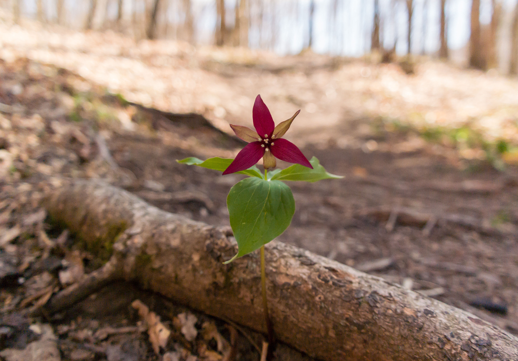 Samsung NX300M + Samsung NX 18-55mm F3.5-5.6 OIS sample photo. Curious one photography