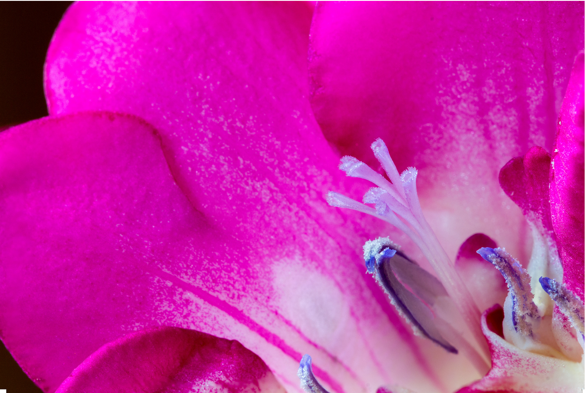 Canon EF 100mm F2.8L Macro IS USM sample photo. Freesias, 2 photography
