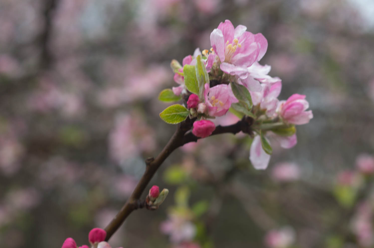 Pentax smc DA 50mm F1.8 sample photo. Apple blossoms photography