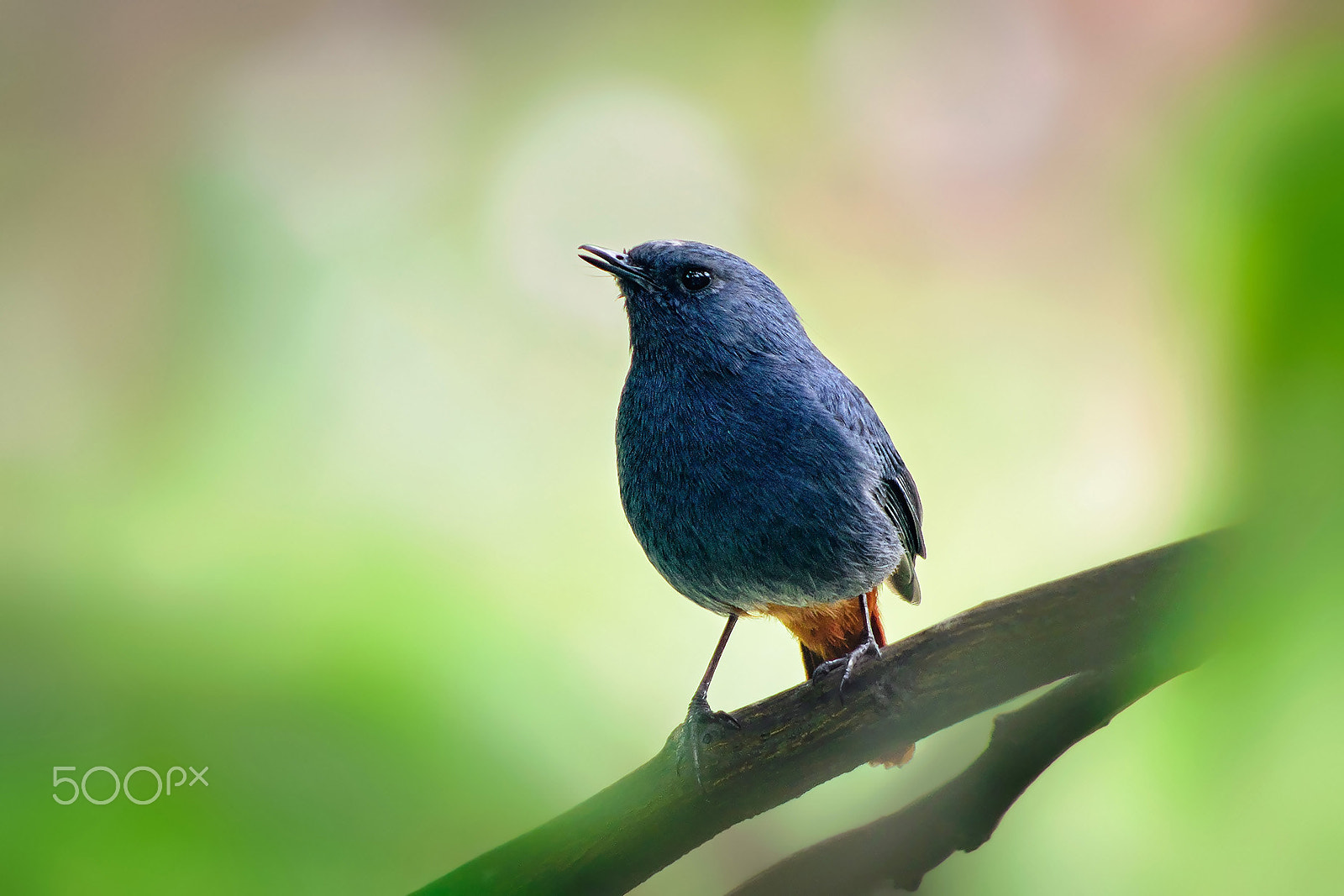 smc PENTAX-DA L 55-300mm F4-5.8 ED sample photo. Redstart was singing photography