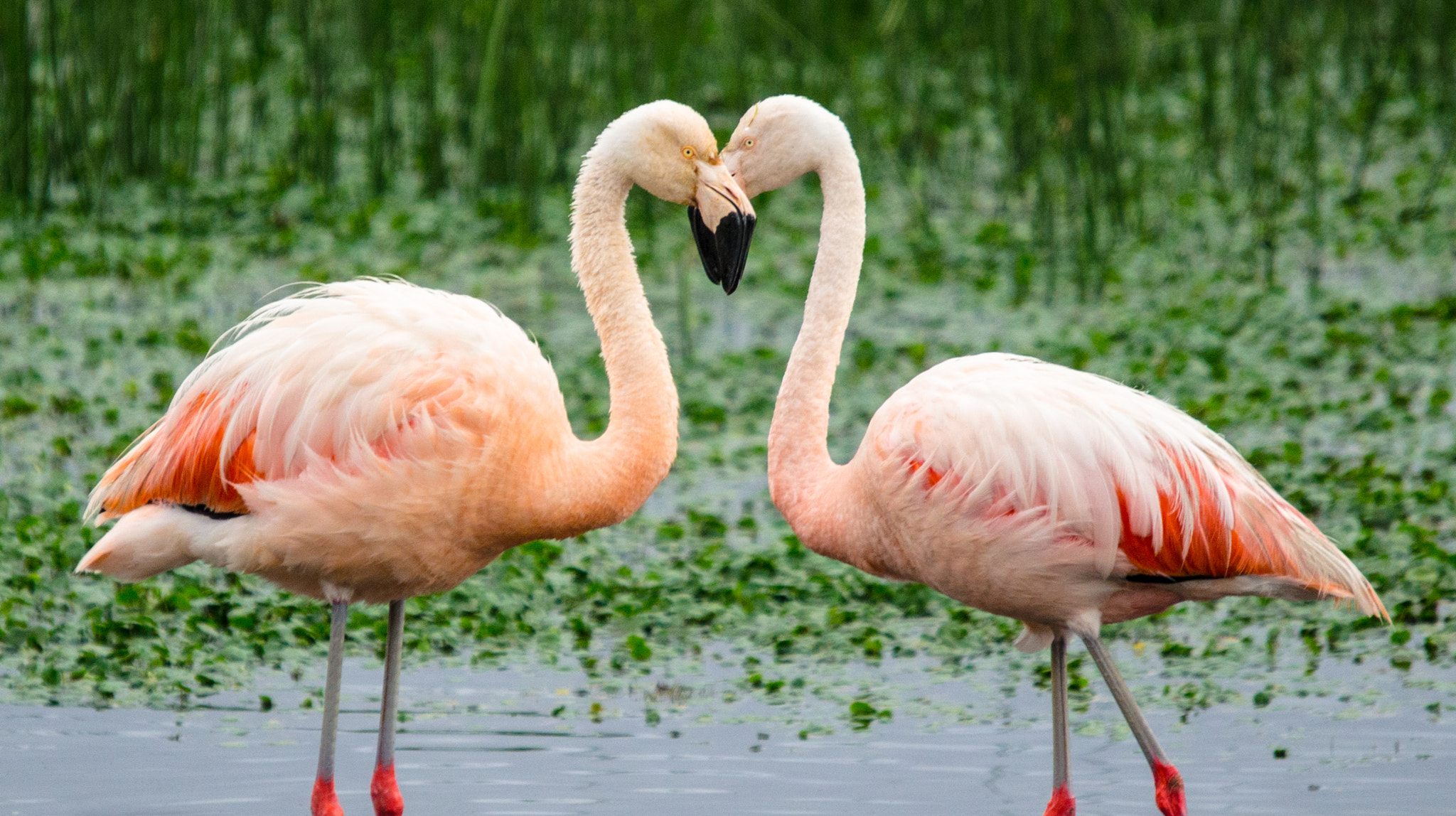 Sigma 120-400mm F4.5-5.6 DG OS HSM sample photo. Love photography