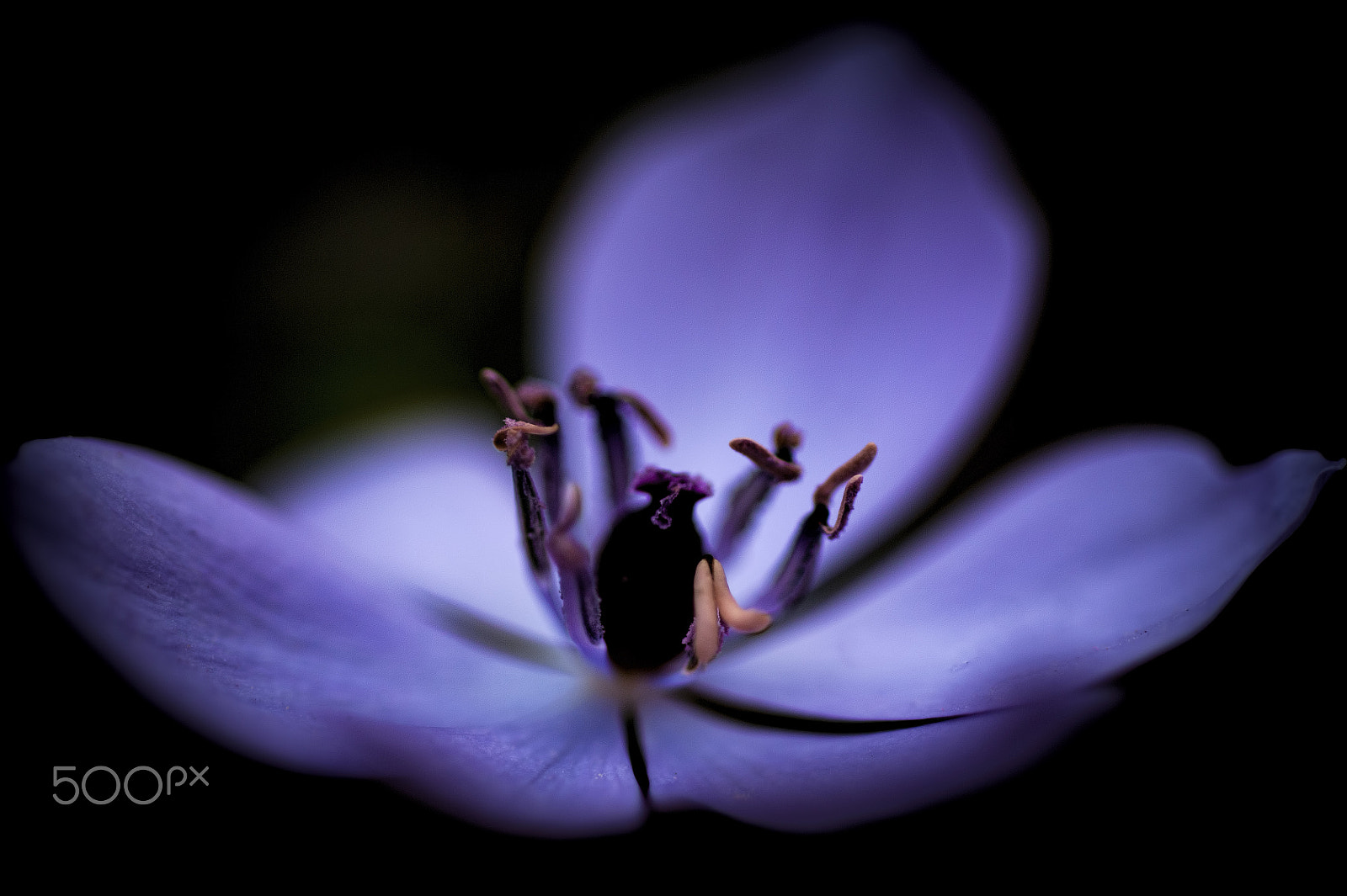Nikon D3 + AF Micro-Nikkor 105mm f/2.8 sample photo. Wild purple flower photography