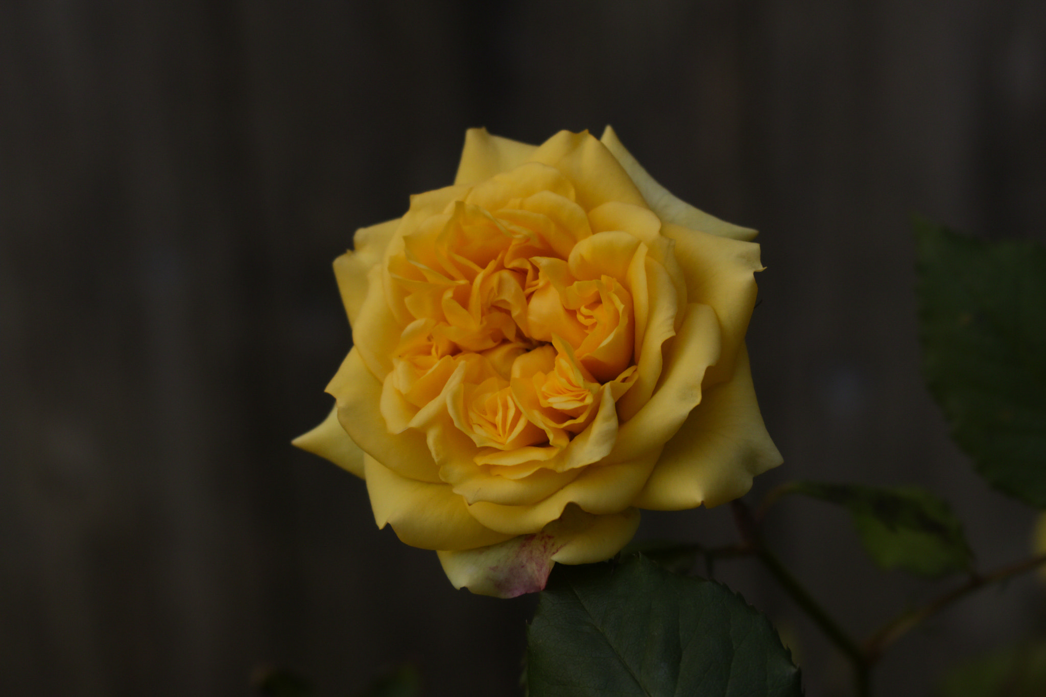 Canon XC10 sample photo. Garden rose photography