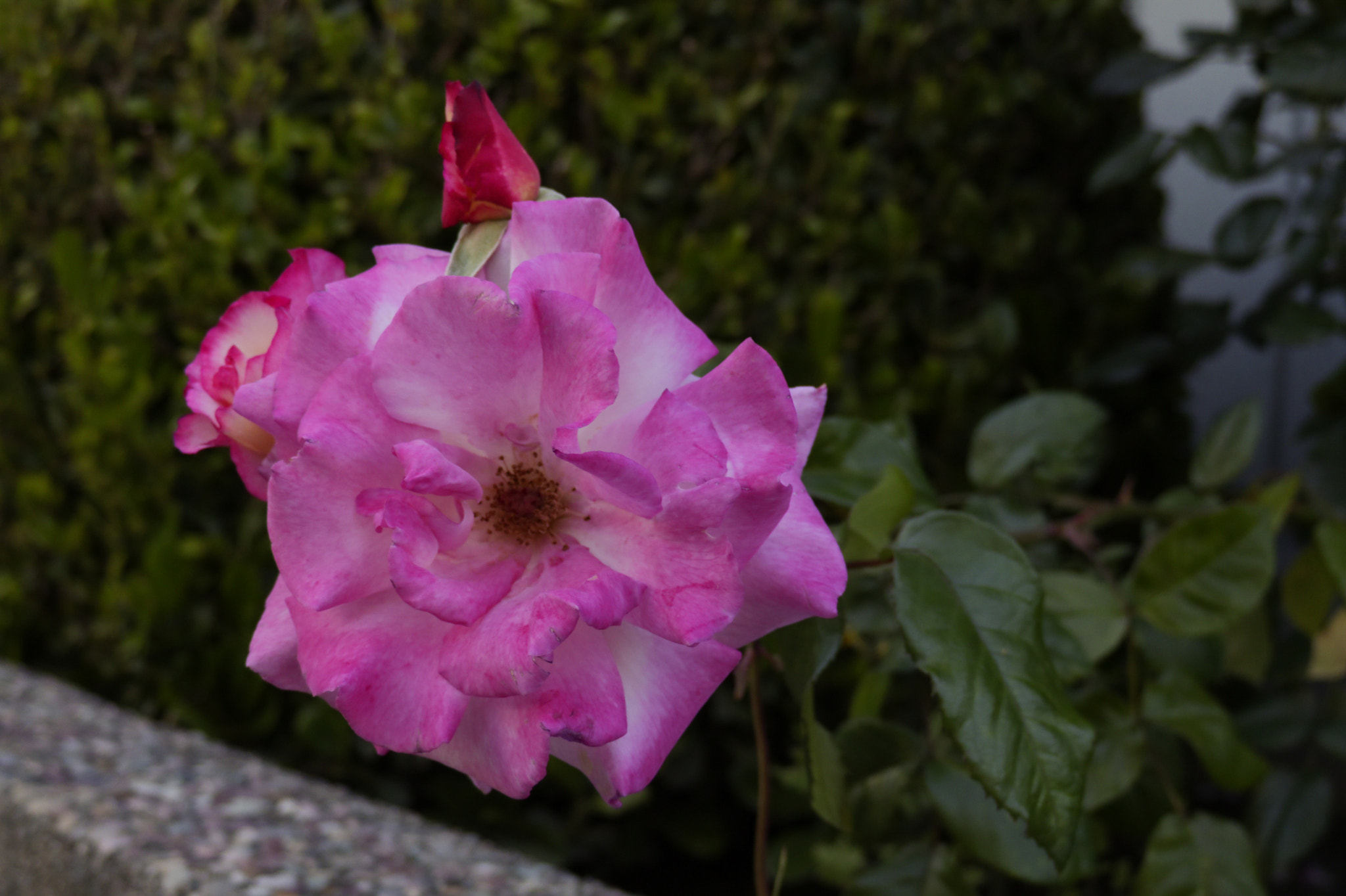 Canon XC10 sample photo. Dianthus caryophyllus photography