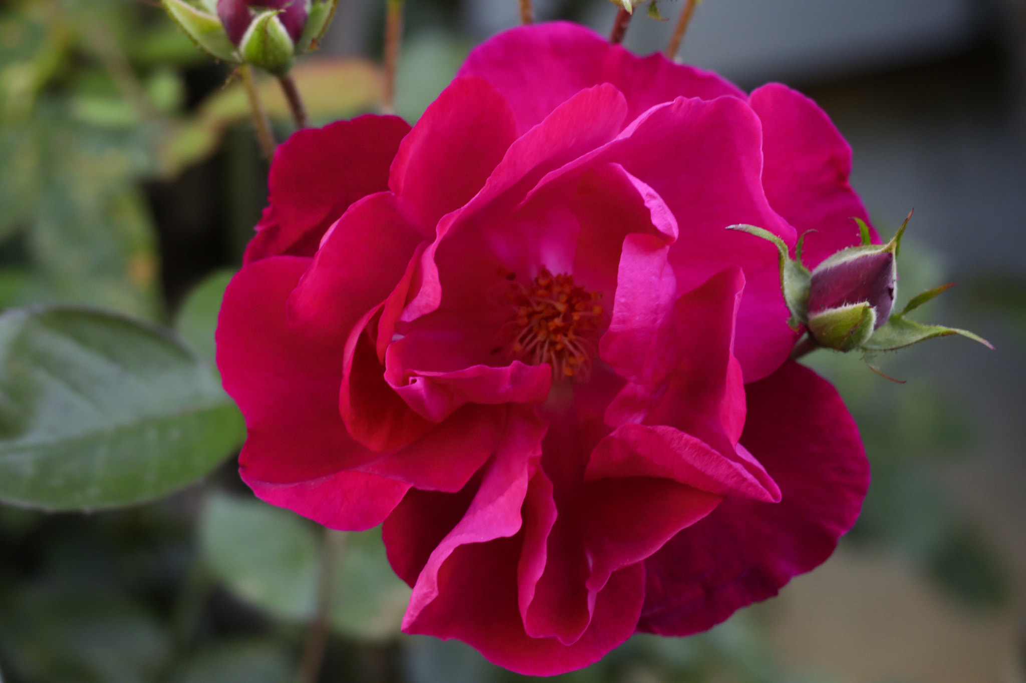 Canon XC10 sample photo. Garden rose photography