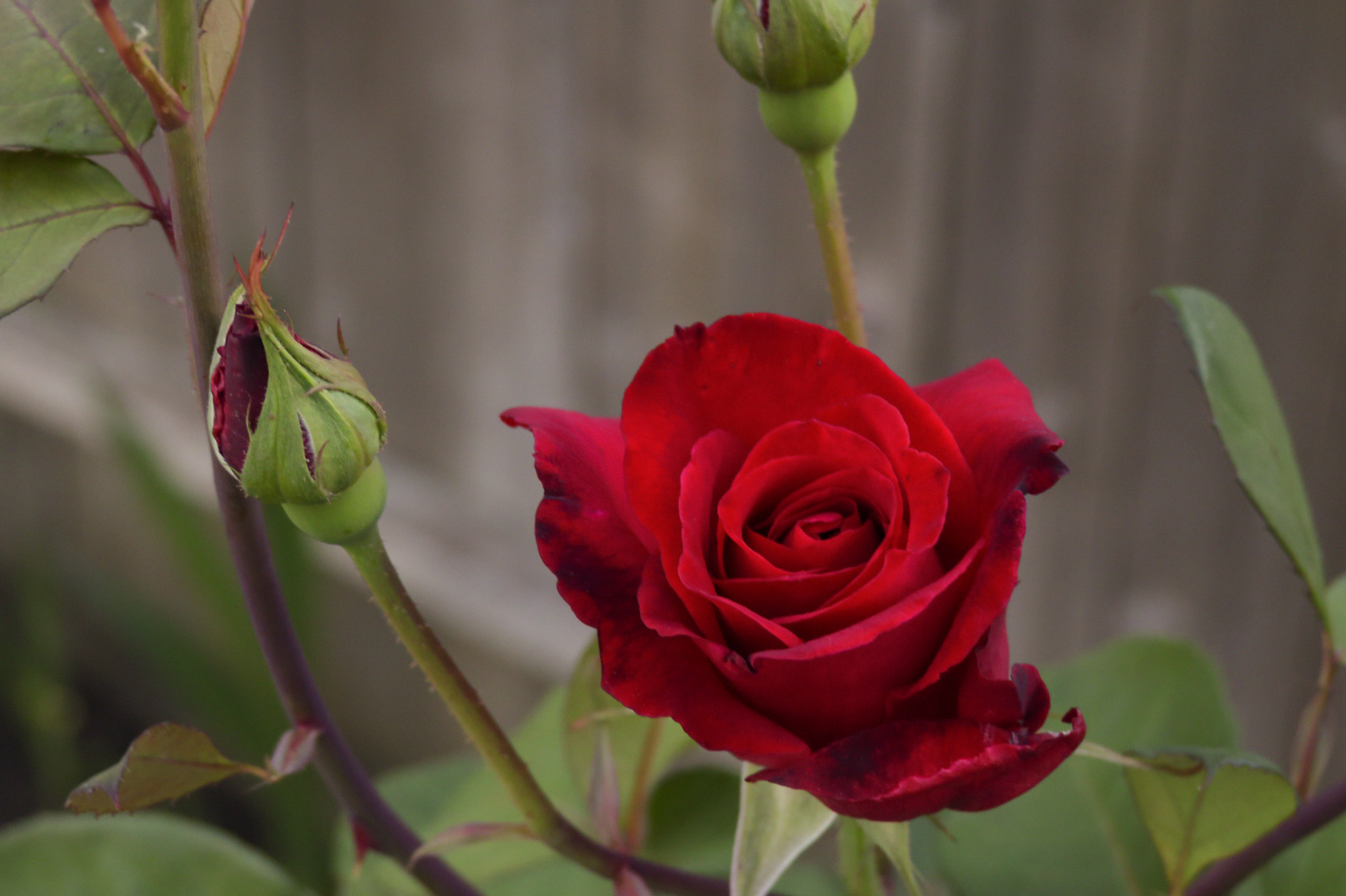 Canon XC10 sample photo. Garden rose photography