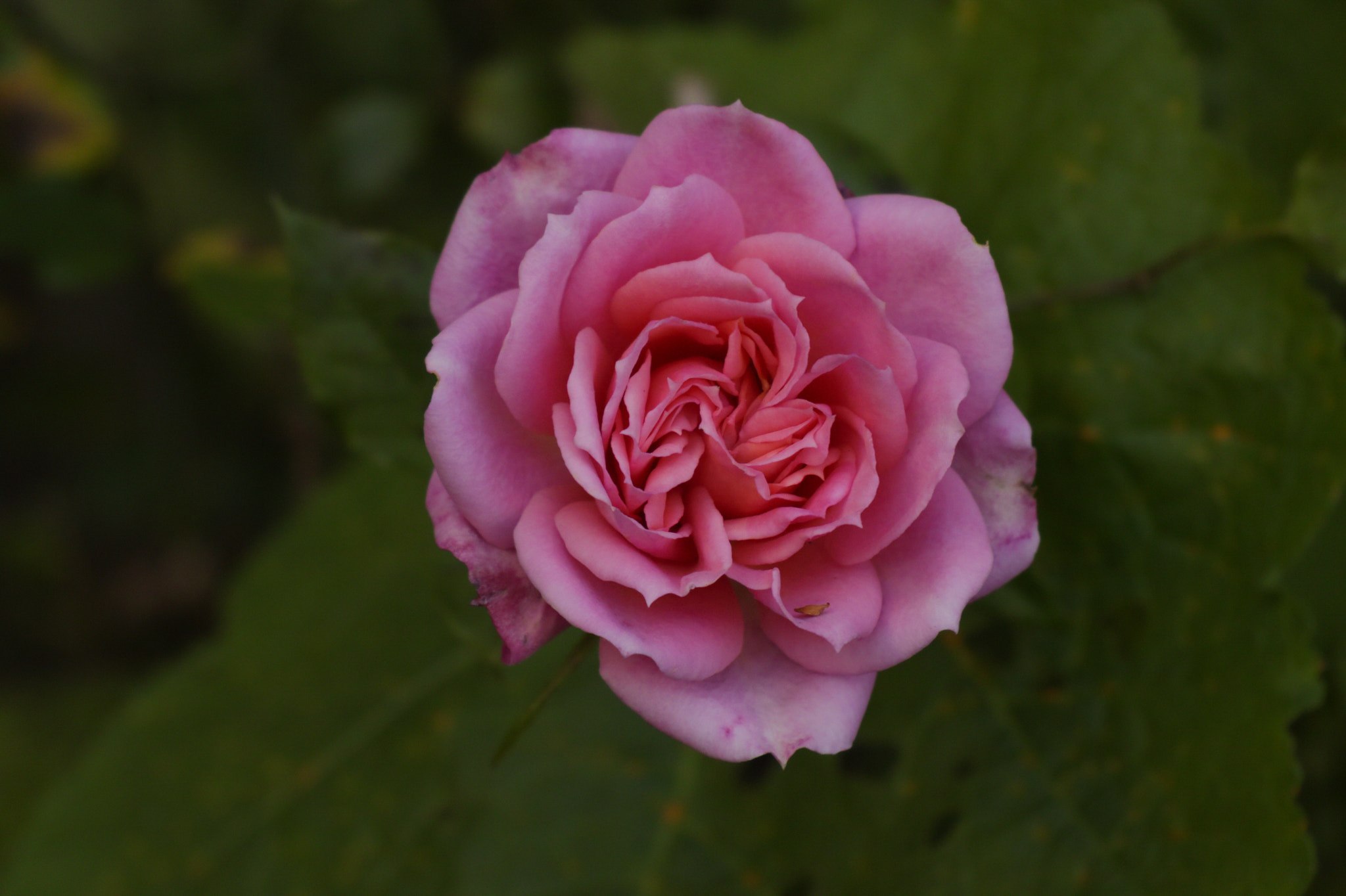 Canon XC10 sample photo. Garden rose photography