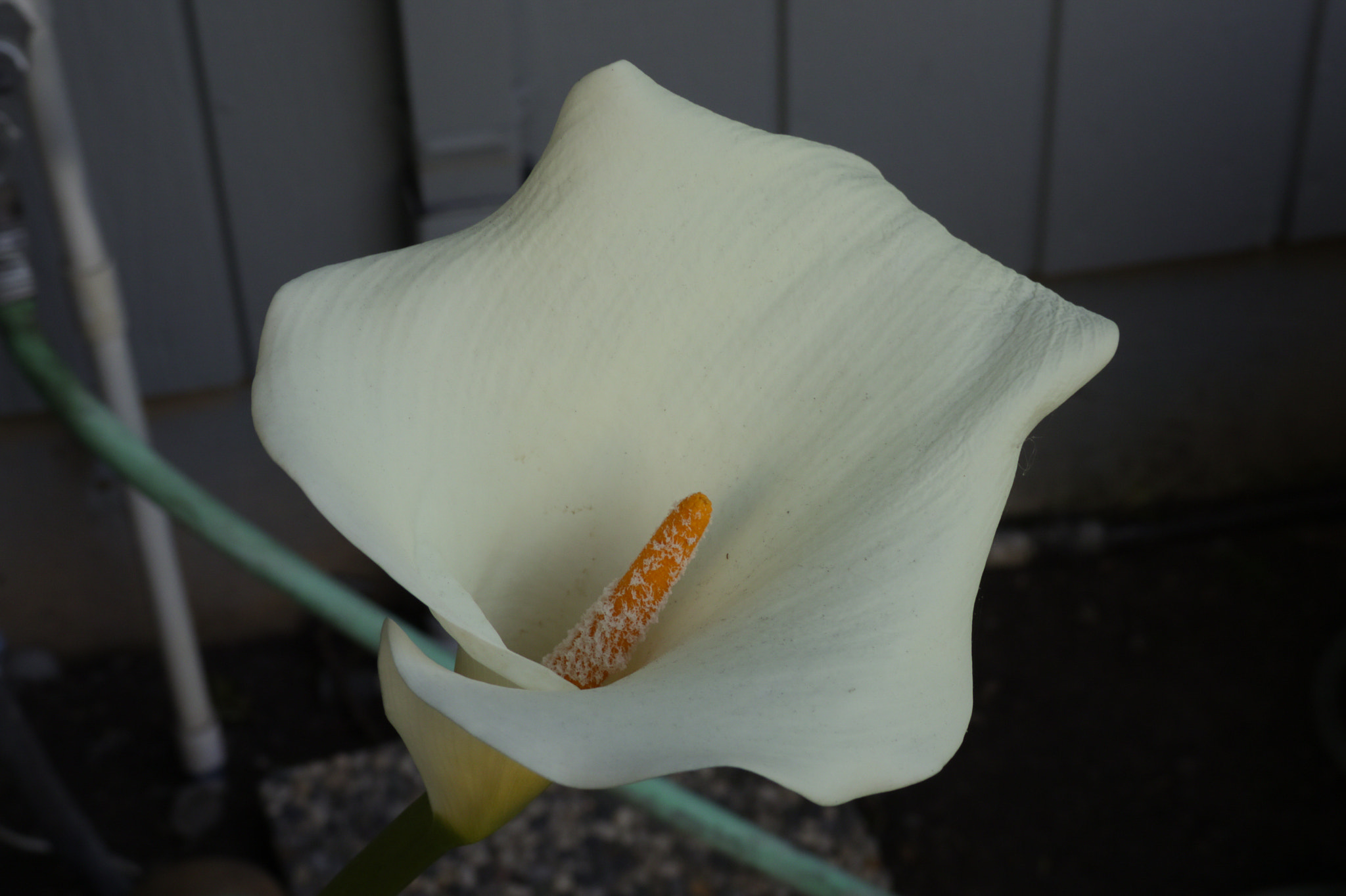 Canon XC10 sample photo. Calla lily photography