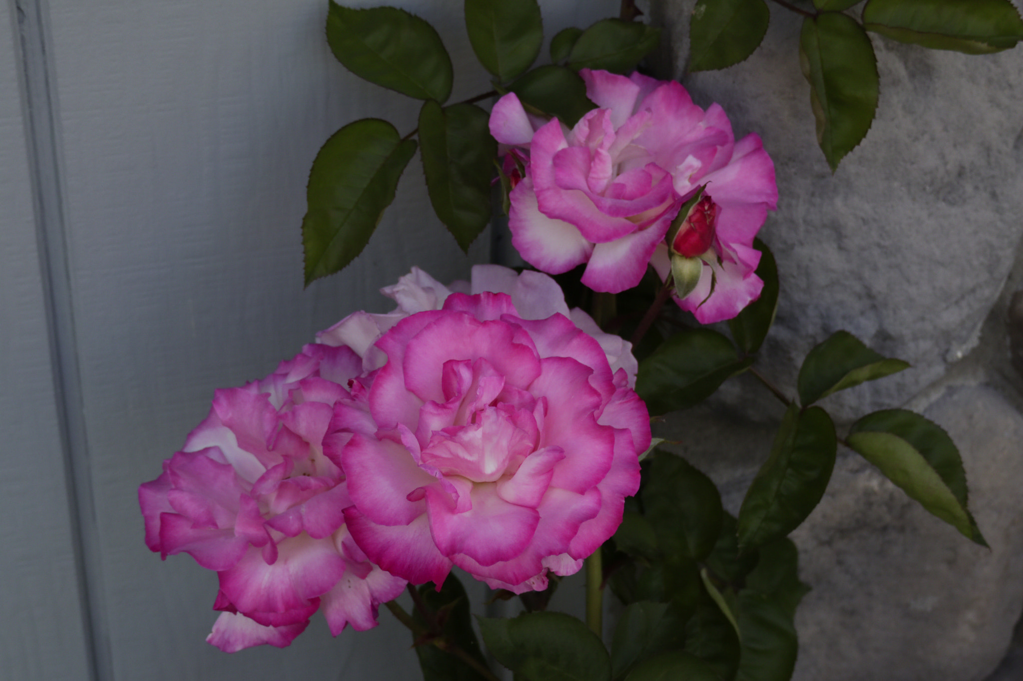 Canon XC10 sample photo. Dianthus caryophyllus photography