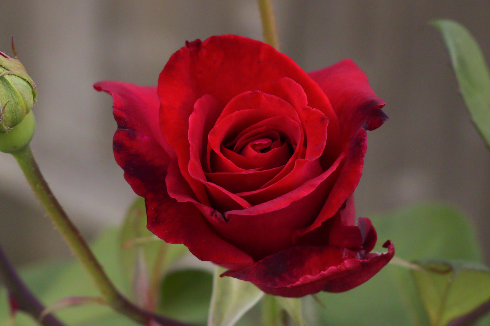 Canon XC10 sample photo. Garden rose photography