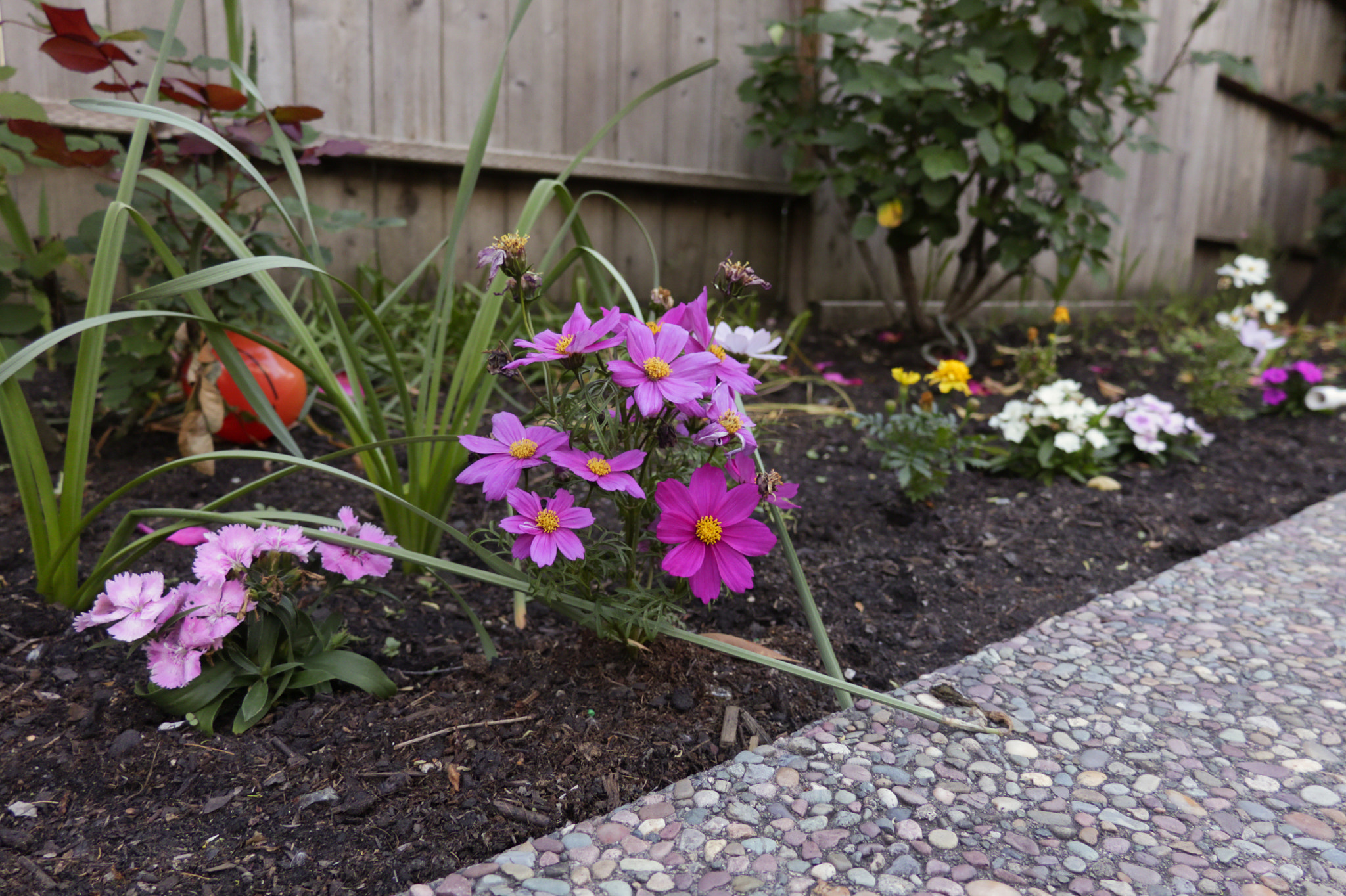 Canon XC10 sample photo. Cosmos bipinnatus photography