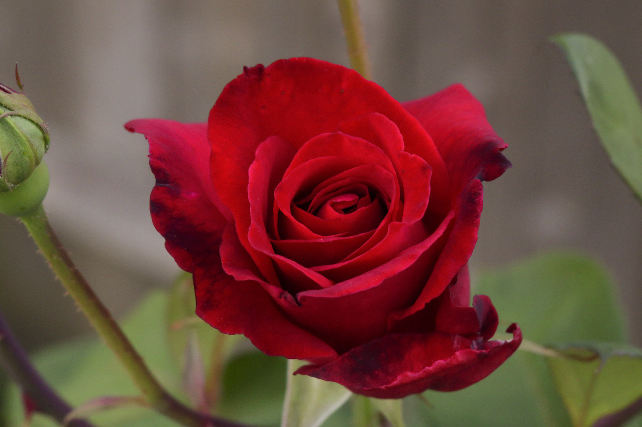 Canon XC10 sample photo. Garden rose photography