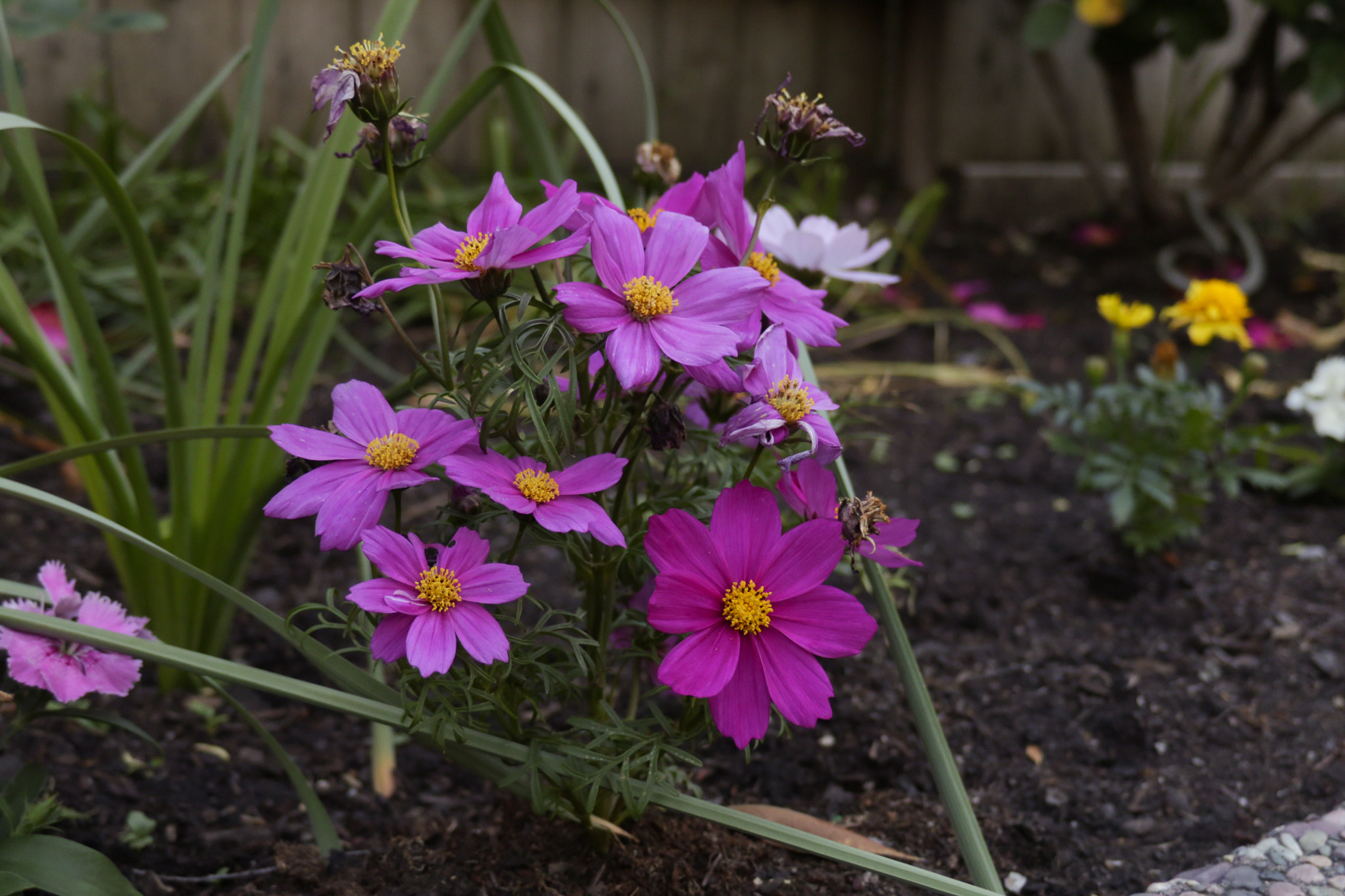 Canon XC10 sample photo. Cosmos bipinnatus photography