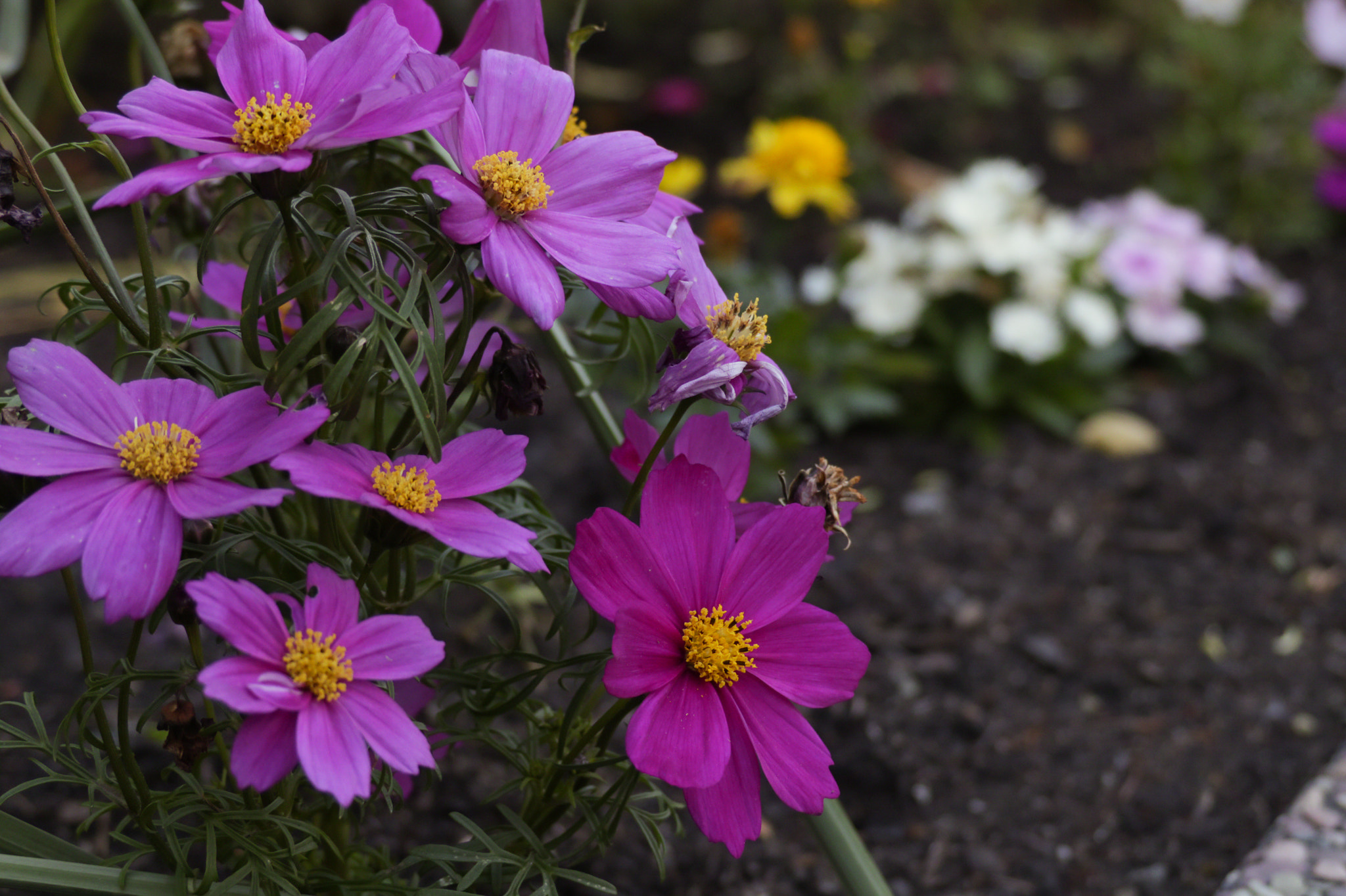 Canon XC10 sample photo. Cosmos bipinnatus photography