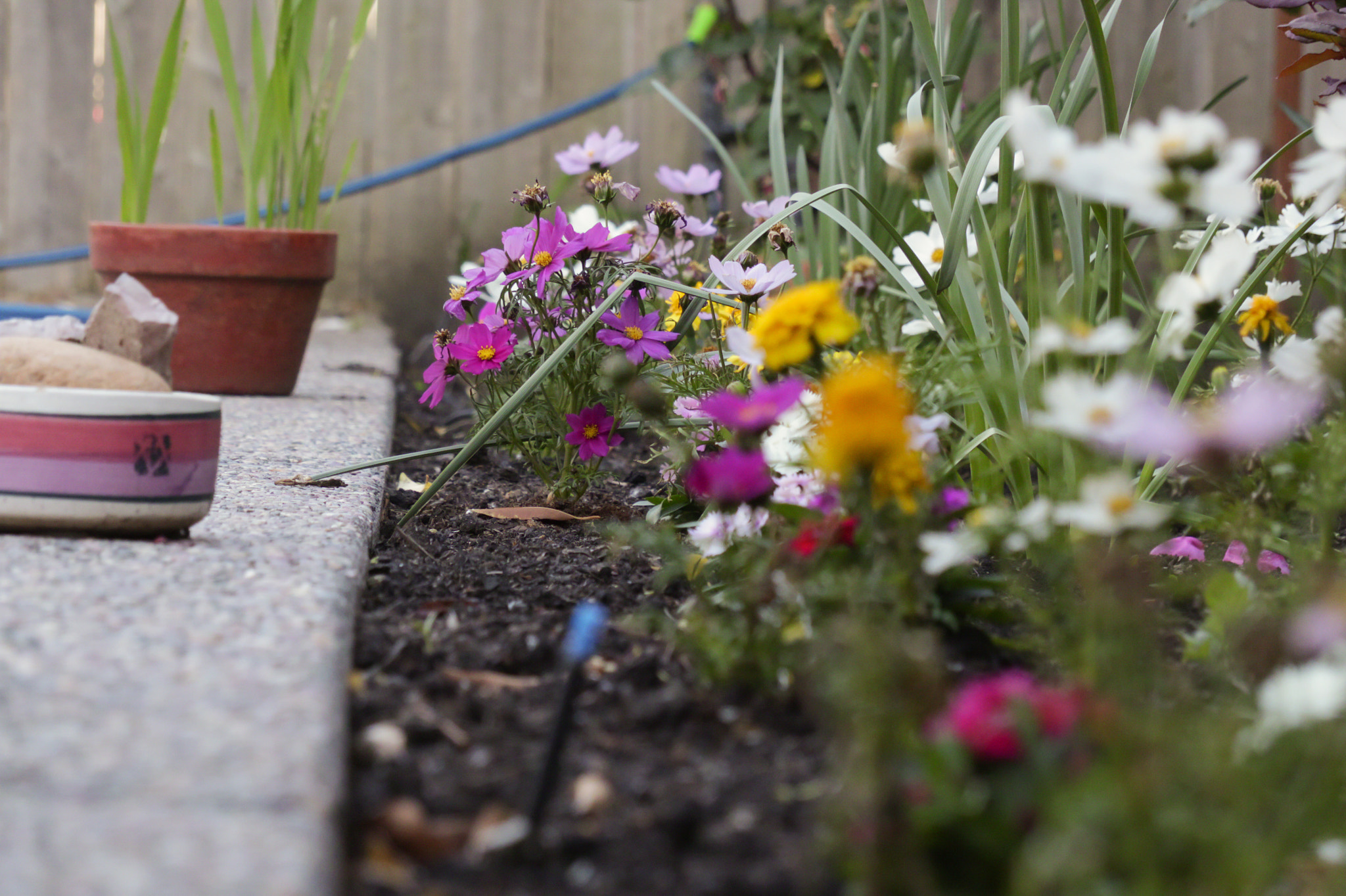 Canon XC10 sample photo. Garden view photography