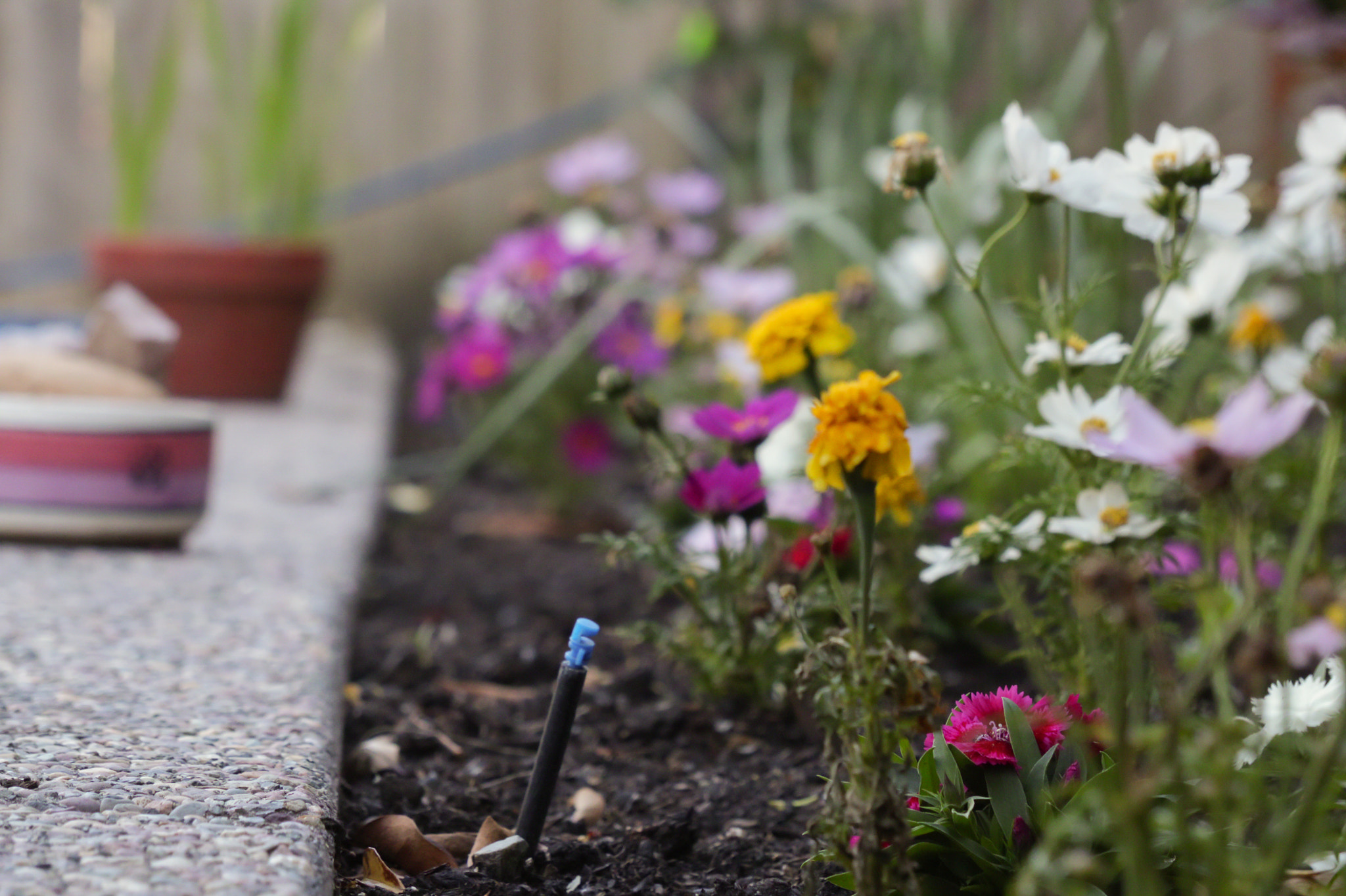 Canon XC10 sample photo. Garden view photography