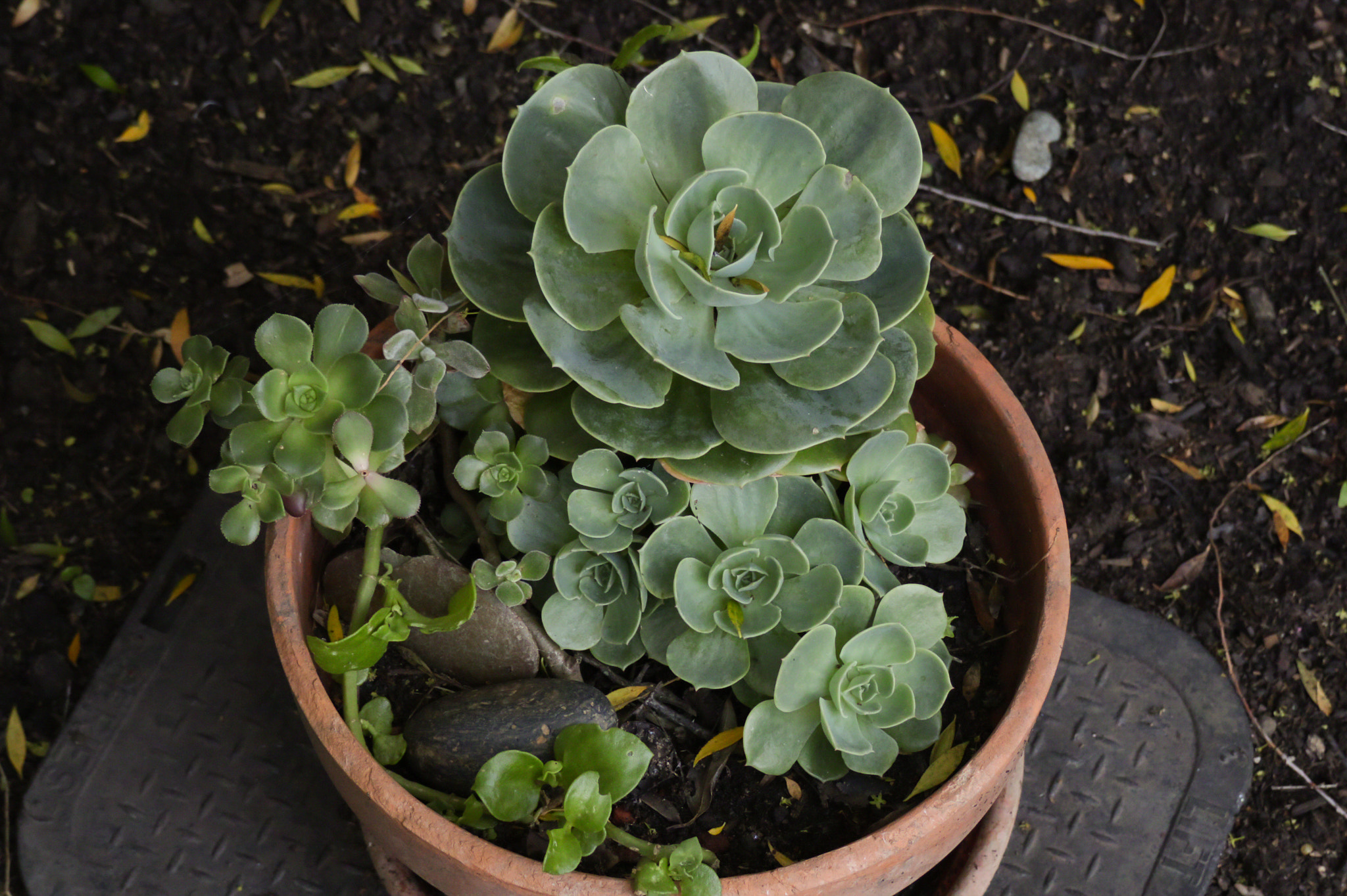 Canon XC10 sample photo. Potted succulents photography