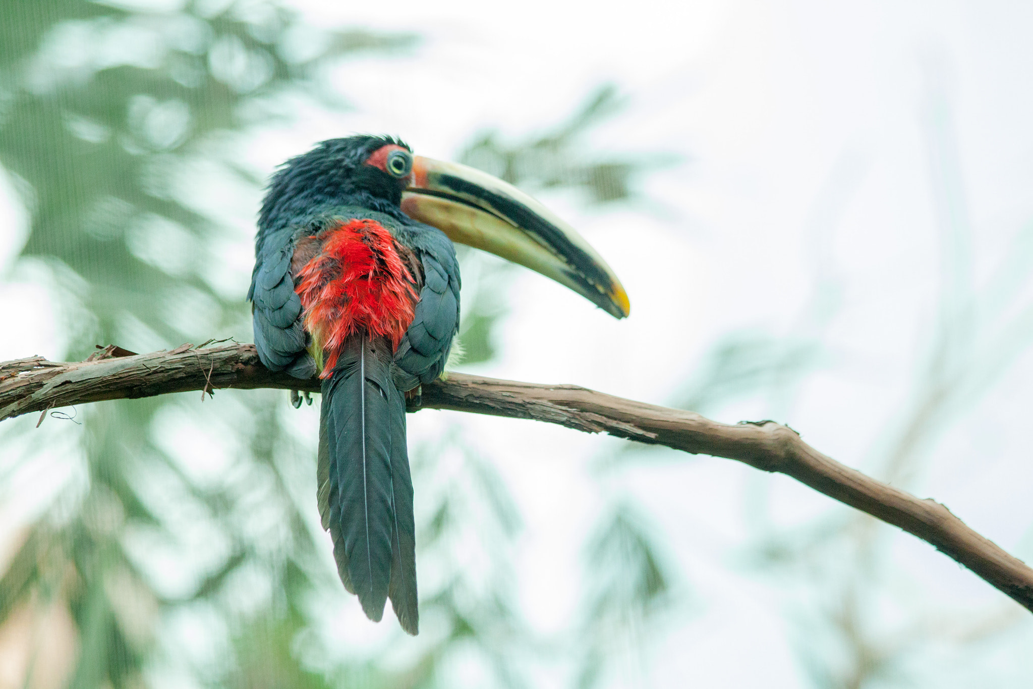 Canon EF 70-300mm F4-5.6 IS USM sample photo. Mkezoo1.jpg photography