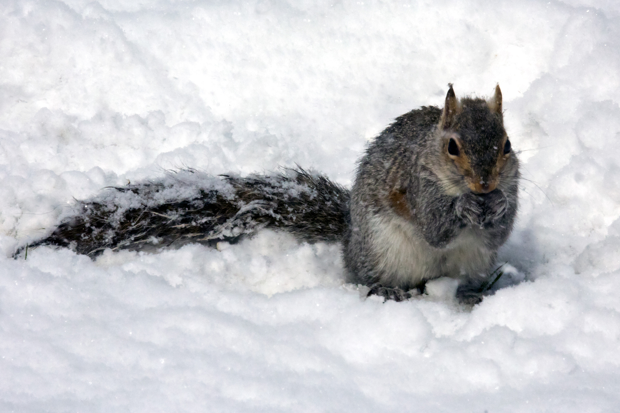 Canon EOS 600D (Rebel EOS T3i / EOS Kiss X5) + Canon EF 70-300mm F4.5-5.6 DO IS USM sample photo. Squirrel foraging in spring snow photography