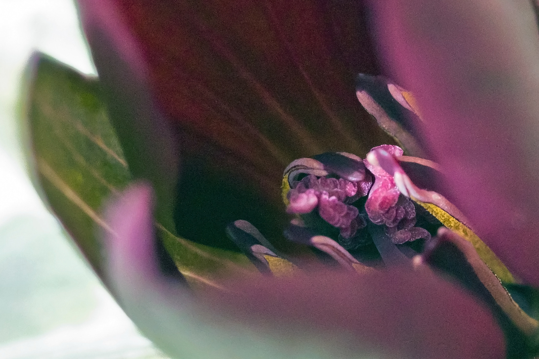 Canon EF-S 60mm F2.8 Macro USM sample photo. Trillium blooms photography