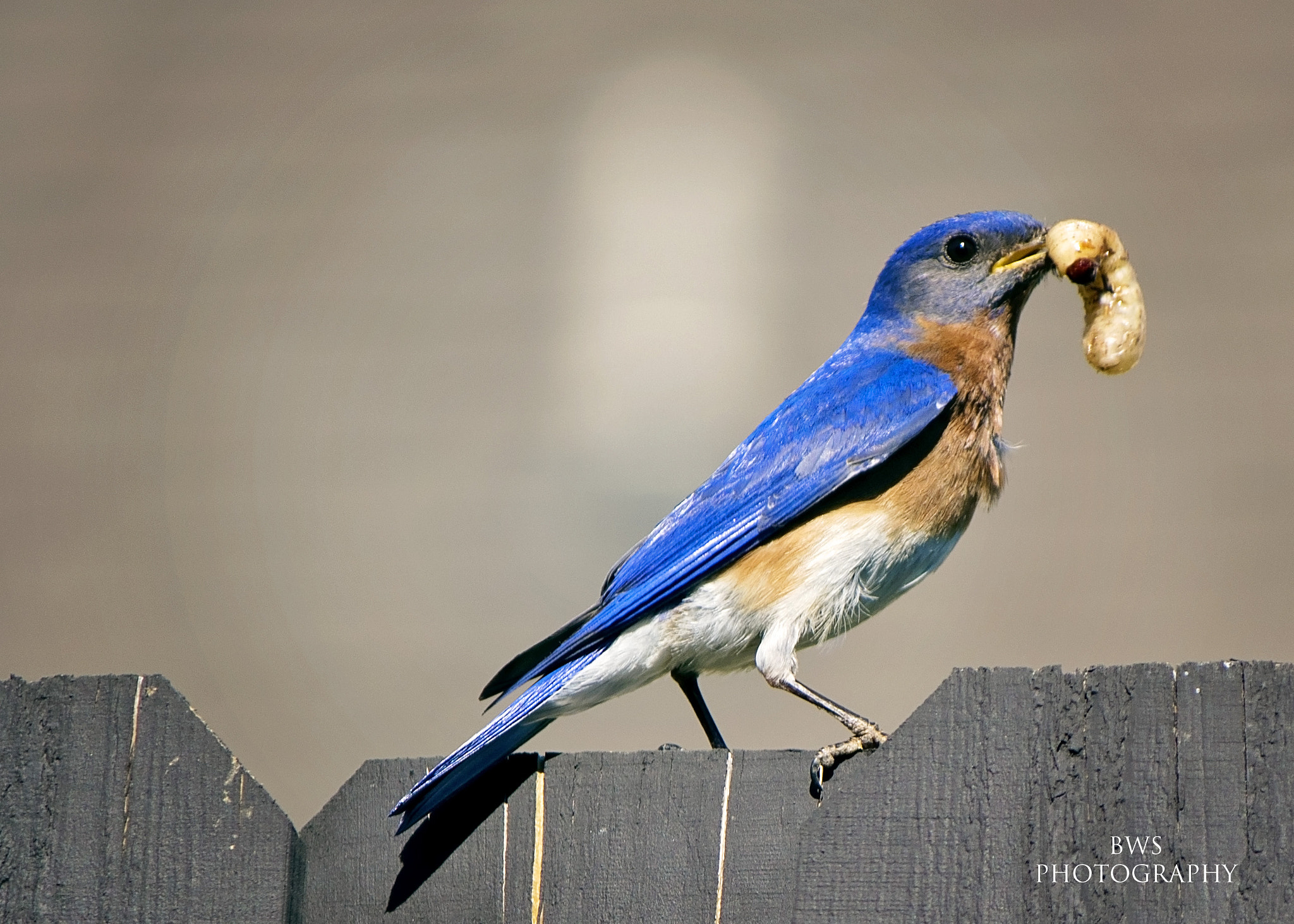 Canon EF-S 55-250mm F4-5.6 IS sample photo. Dinner time... photography